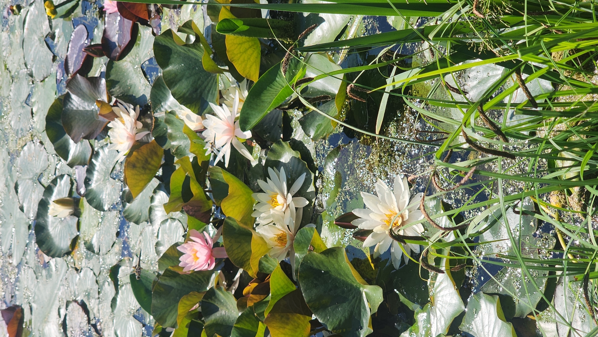 This image depicts a close-up view of a serene pond or water body filled with numerous lily pads and blooming water lilies. Several white and pink water lilies are in various stages of bloom, their petals unfurled to reveal yellow centers. The lily pads, large and round, are predominantly dark green, with some showing brown or yellow tinges, indicating age or interaction with the environment. The water's surface is dappled with sunlight, creating a shimmering effect, and reflects the surrounding greenery. In the foreground, lush green reeds and grass blades stand tall, adding a textural contrast to the smooth surface of the water and lily pads. The overall impression is one of natural beauty and tranquility, typical of a park or garden setting within a city.
The image does not contain any elements that allow for specific identification of the location as Moscow, Russia.
