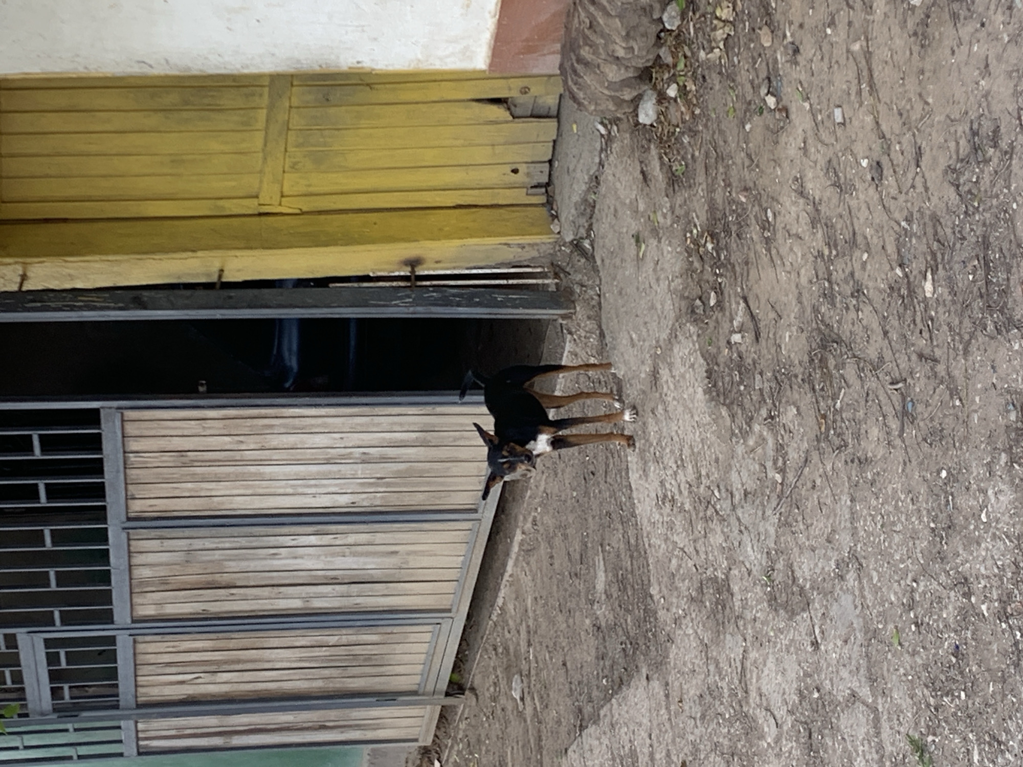 A small, black and tan dog with large ears stands on a dirt and gravel ground in front of a weathered, light brown wooden gate and a bright yellow wooden door. The gate is made of vertical planks with a metal frame, and it is partially open. The yellow door is also made of vertical planks and shows signs of age and damage, with broken sections near the bottom. To the left of the gate, a sliver of a green wall is visible. The ground is uneven and appears to be a pathway or street. In the background, beyond the yellow door, a white wall with a reddish-brown stripe is partially visible, and a large, textured object, possibly a rock or log, rests on the ground to the right. The overall impression is of an outdoor scene in a somewhat rustic or neglected urban environment.