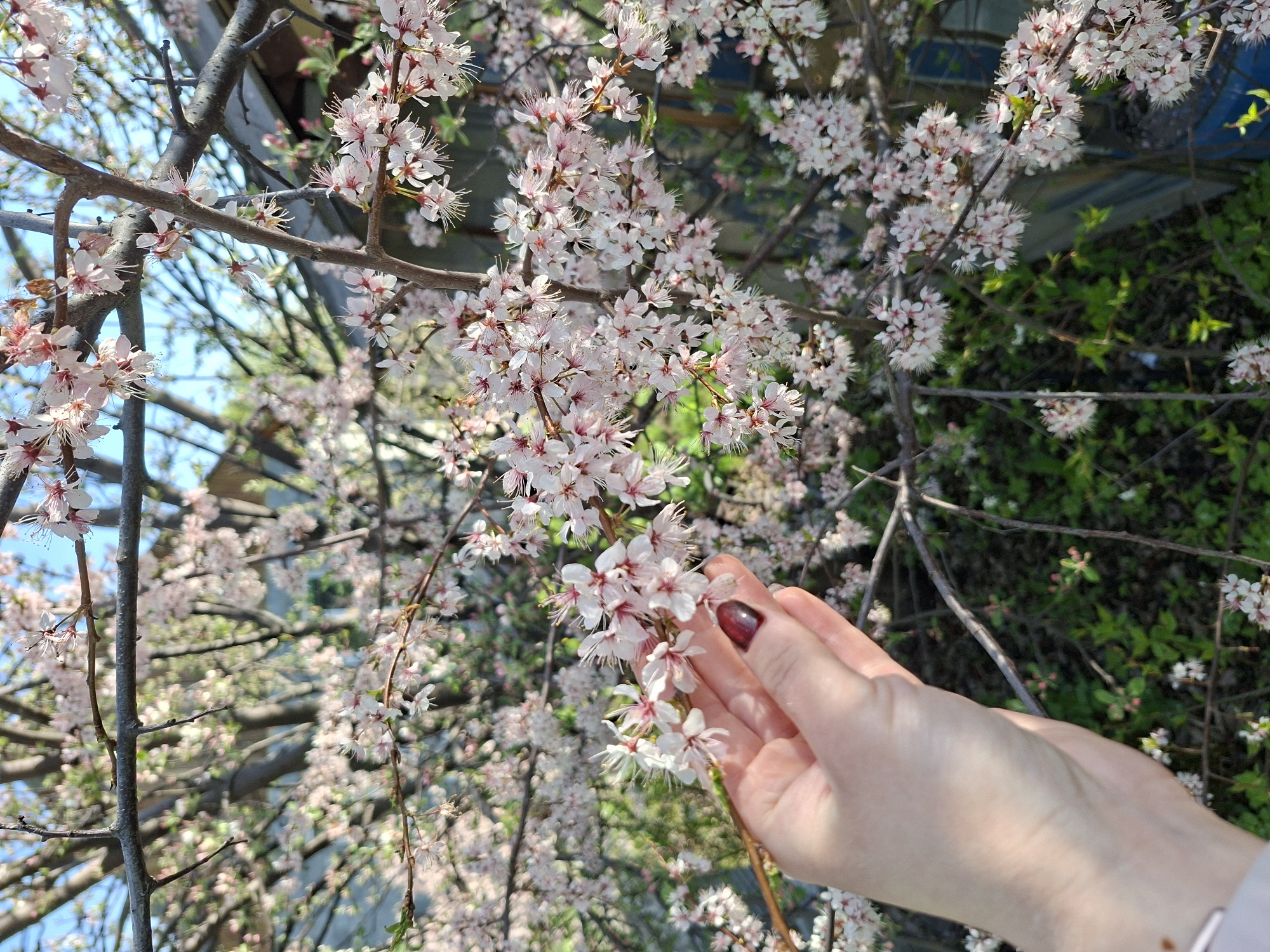 A close-up, slightly tilted, outdoor photograph reveals a human hand reaching towards delicate pink and white blossoms on a tree. The blossoms feature white petals with pink centers and prominent stamens. The hand is fair-skinned, with a visible dark red nail polish on at least one fingernail. The background includes tree branches and green foliage. In the distance, a blue sky is partially visible, indicating the image was taken during the daytime. The location is not explicitly stated and cannot be determined from the given information.