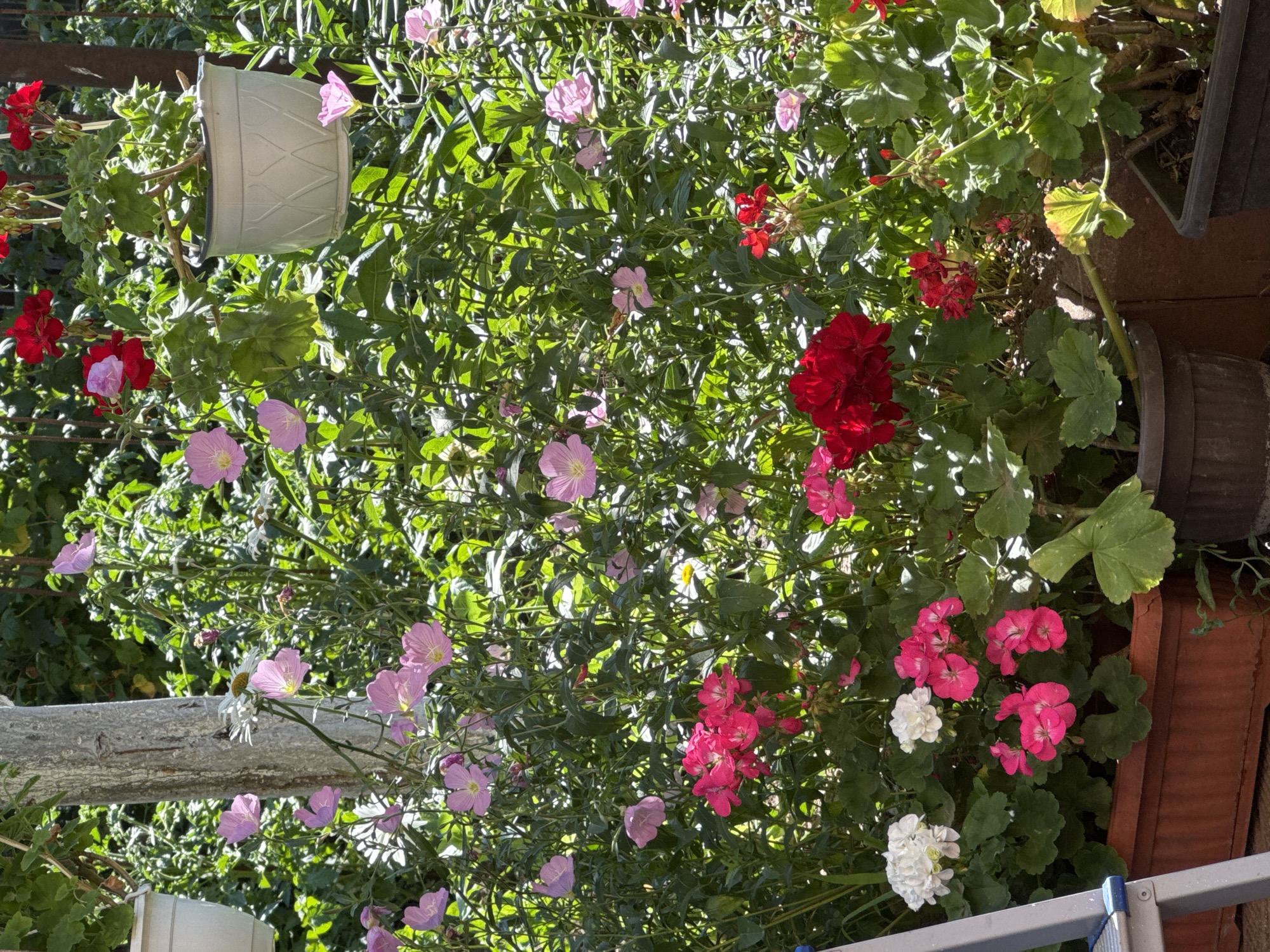 In Novi Iskar, Bulgaria, a collection of potted flowers is displayed in an outdoor setting. The scene is dominated by lush green foliage and a variety of blooming flowers in shades of pink, red, and white. Pink evening primroses are scattered throughout the background, interspersed with taller green plants. In the foreground, several potted geraniums are visible, featuring vibrant clusters of red, bright pink, and white flowers. One pot in the lower left contains white and pink geraniums, while a pot to the right holds red geraniums. A light-colored pot is suspended from a support structure on the right, also containing red flowers. The background shows a mixture of greenery and vertical wooden posts, suggesting a garden or patio area. Sunlight illuminates the scene, creating highlights and shadows on the plants and pots. A portion of a metallic ladder is visible on the far left.