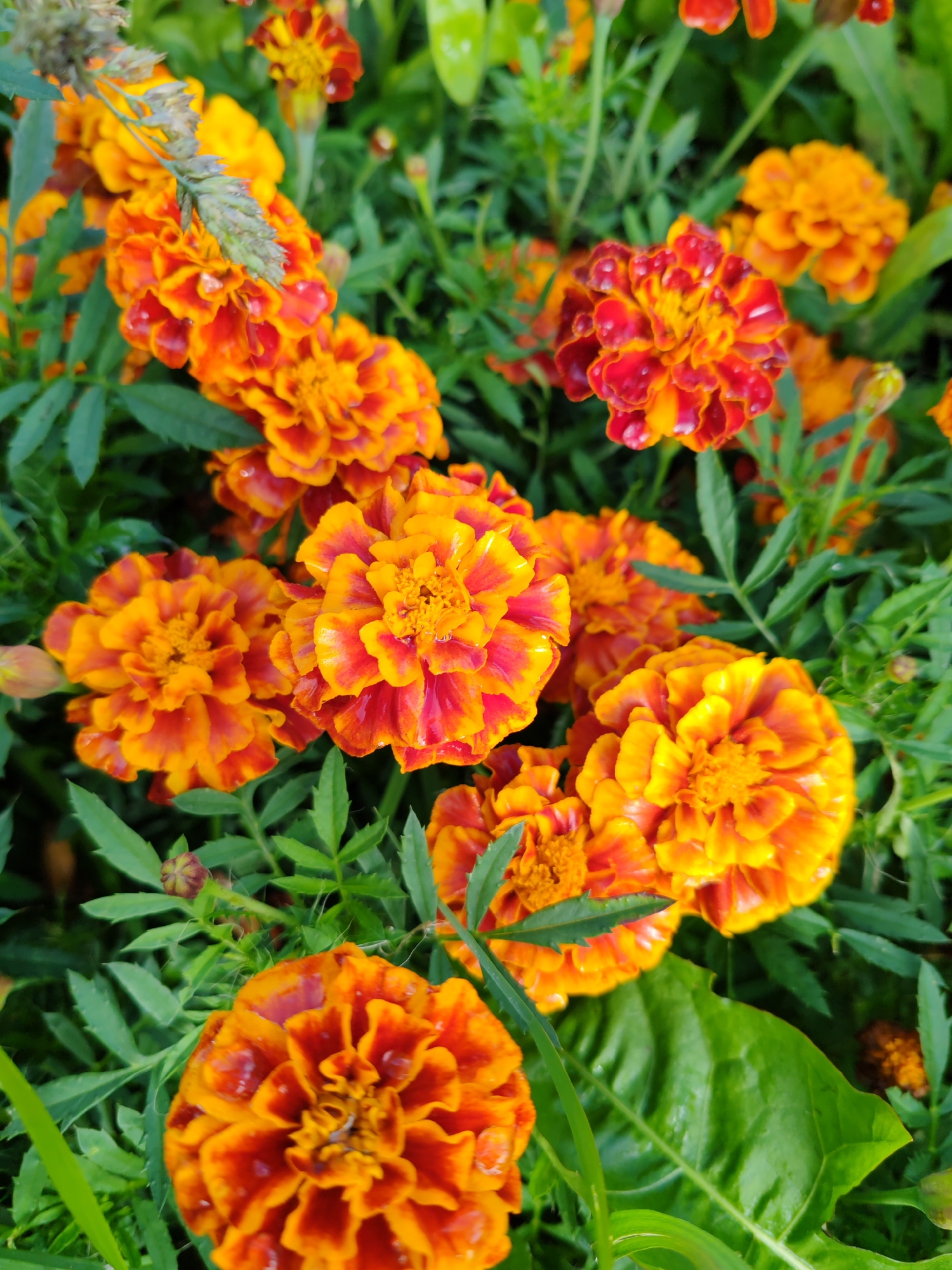 The image is a close-up, top-down view of a patch of marigold flowers. The flowers are in various stages of bloom, with vibrant orange and red petals. The petals are ruffled and appear to have water droplets on them, suggesting they may have been recently watered or rained on. The foliage is lush and green, providing a backdrop to the colorful flowers. The scene is likely a garden or park. There are no people or animals visible in the image. The location in the city of Чухлэм, Russia, is inferred from the context provided, but there are no visual cues in the image to confirm this specific location.