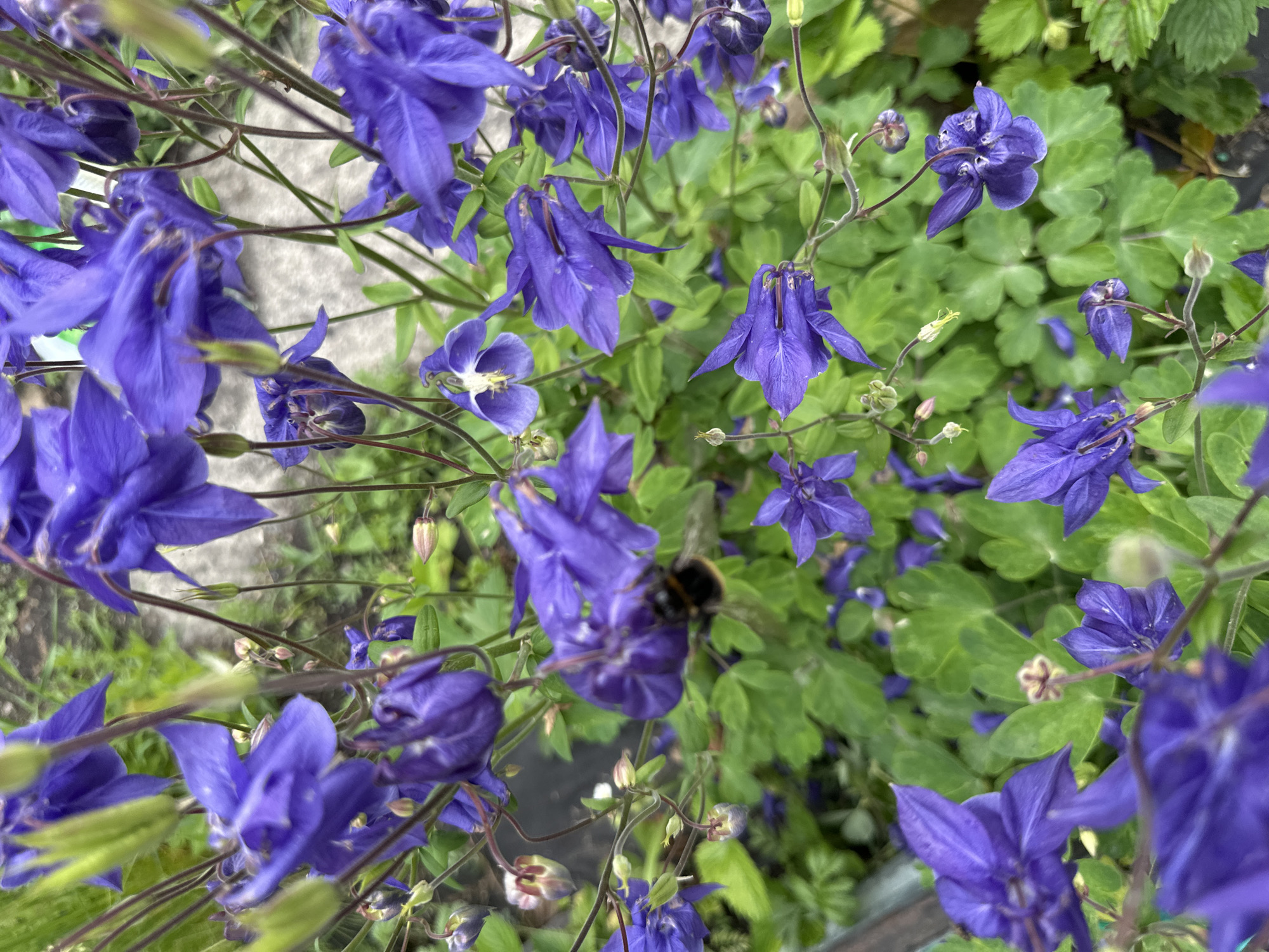 A close-up, overhead shot captures a patch of vibrant purple Aquilegia flowers, commonly known as Columbine, in bloom. The intricate, bell-shaped petals of the flowers are the focal point, with some facing upwards and others hanging downwards. Delicate, thin stems support the blooms, interspersed with lush green foliage that forms a dense backdrop. In the center of the frame, a bumblebee is visible, its fuzzy body covered in pollen as it busies itself among the flowers. The background is softly blurred, suggesting an outdoor setting, possibly a garden, with hints of a grey, textured surface and greenery. The lighting appears natural, highlighting the rich colors of the flowers and the bee.