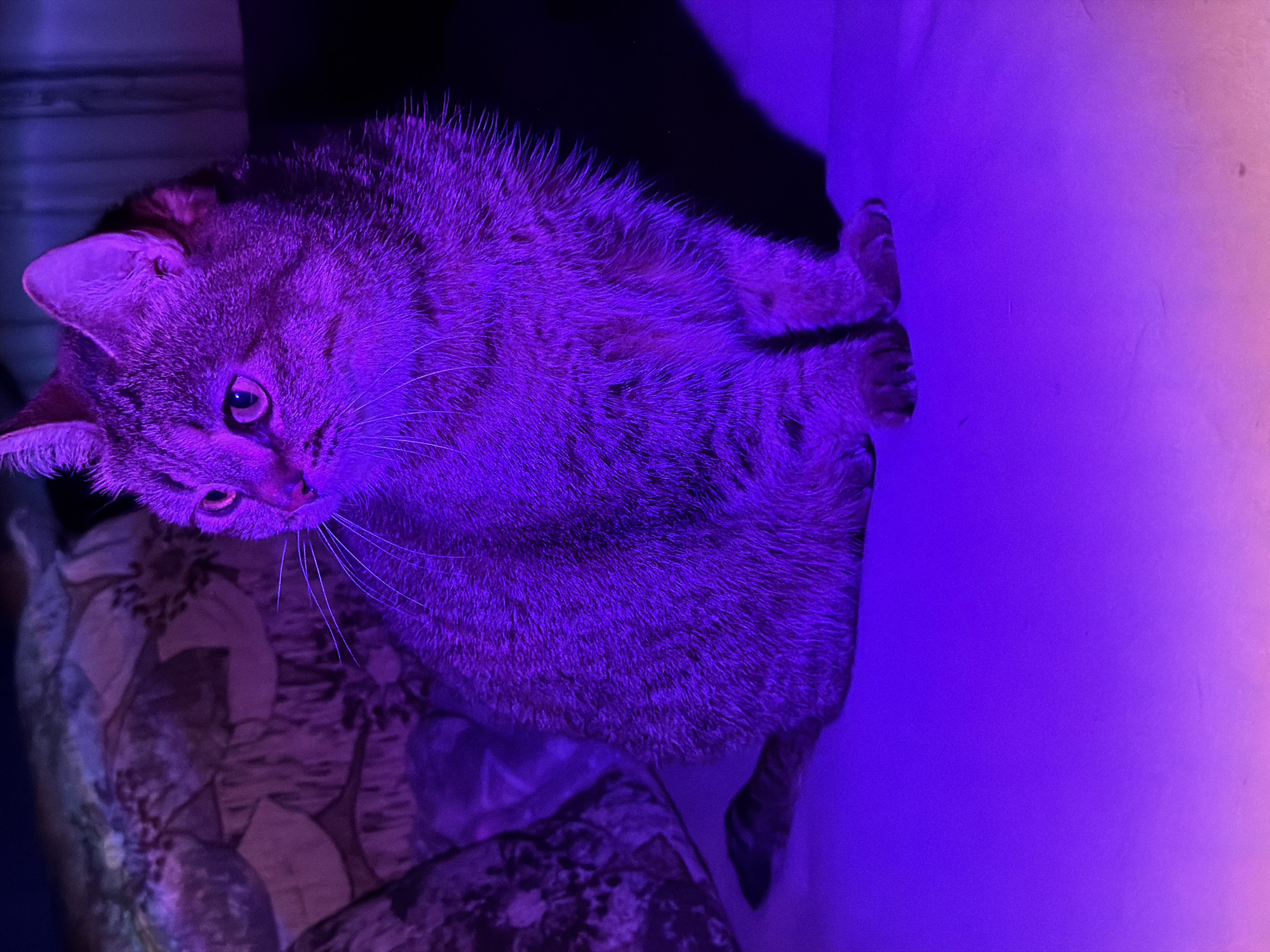 A domestic tabby cat is captured in a close-up shot, intensely illuminated by artificial purple light, creating a moody and atmospheric portrait. The image is oriented vertically, showing the cat from above, seemingly resting or sitting with its front paws together.
The cat's fur, likely brown or grey in natural light, appears a deep purple-grey with darker, distinct tabby markings visible across its back and head due to the strong lighting. Its fur texture appears somewhat coarse or spiky in places, especially along its spine. The cat's head is turned, and its left eye is clearly visible, large and reflective, gazing upwards and slightly to the viewer's left. Prominent white whiskers extend from its muzzle. One ear is visible, pointed and also bathed in purple light.
To the cat's left (from its perspective), a patterned surface, possibly a cushion or blanket, shows abstract designs in muted shades of purple, brown, and grey. To its right, a plain, solid surface, likely a wall or floor, is brightly lit in a vibrant purple, gradually fading into a lighter, almost pinkish hue further away. Deep shadows are cast in the darker areas of the scene, particularly behind the cat and on parts of the patterned surface.
The artificial lighting suggests an indoor setting, likely during the evening or night. There is no visible text or specific location cues within the image. The cat appears calm, alert, and perhaps curious, directly engaging with the unseen camera.