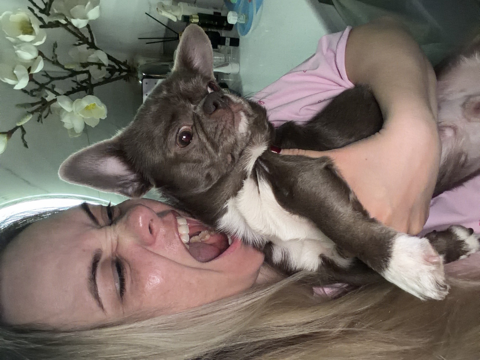 A woman with blonde hair is lying down and holding a brown and white French bulldog puppy. The woman's mouth is open and her face is contorted. The dog is looking at the camera. Behind them is a blurred background of white flowers and bottles. The location is not discernible as Votkinsk, Russia, from the provided image.