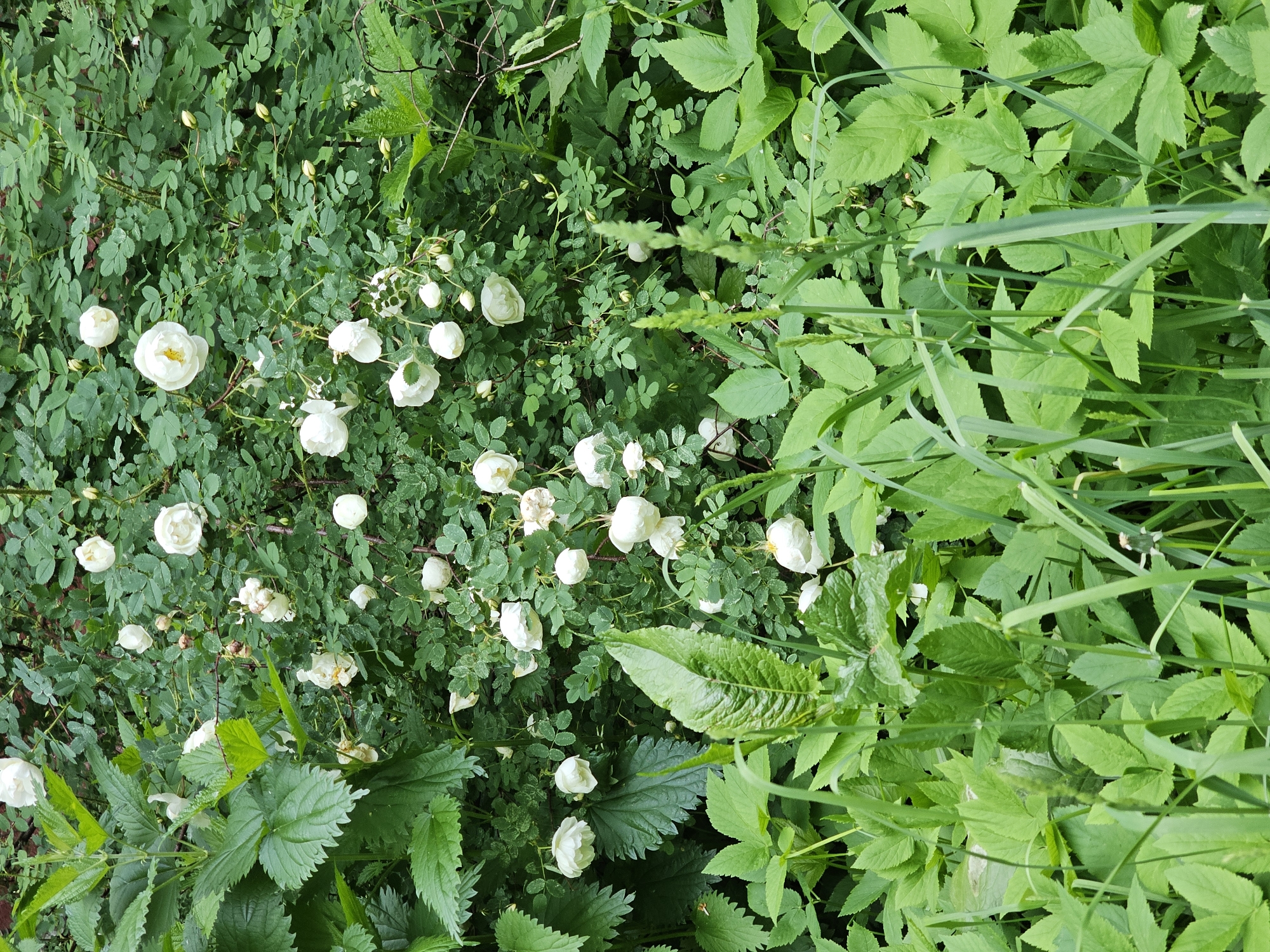 The image depicts a dense cluster of green foliage with white flowers, taken outdoors. The location is specified as Khimki, Russia. The primary subject is a patch of ground covered in various types of vegetation. Dominating the left side are plants with small, rounded leaves and white roses. The roses are in various stages of bloom, some fully open and others still in bud. Interspersed with the roses are nettles, identified by their serrated, darker green leaves. The right side is mostly obscured by larger, light green leaves, and grassy stalks, obscuring the view below.