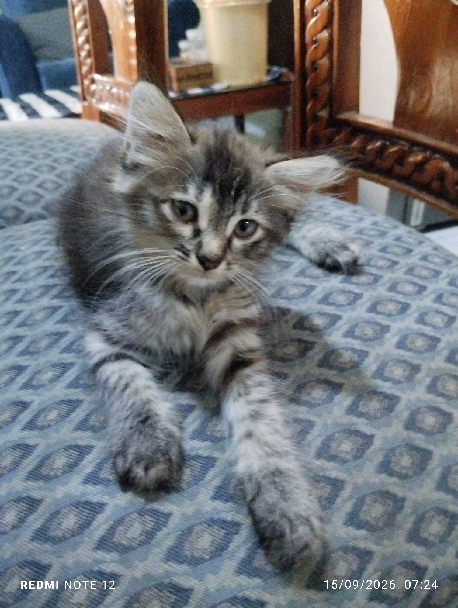 A tabby kitten with long fur is lying on a patterned cushion. The kitten is gray and black with white markings on its face and paws. Its eyes are open and it is looking towards the camera. The cushion is blue with a diamond pattern in a lighter shade of blue. In the background, a wooden chair with intricate carvings is visible. The setting appears to be indoors, possibly a living room. No specific location in Bekasi, Indonesia, can be determined from the image.