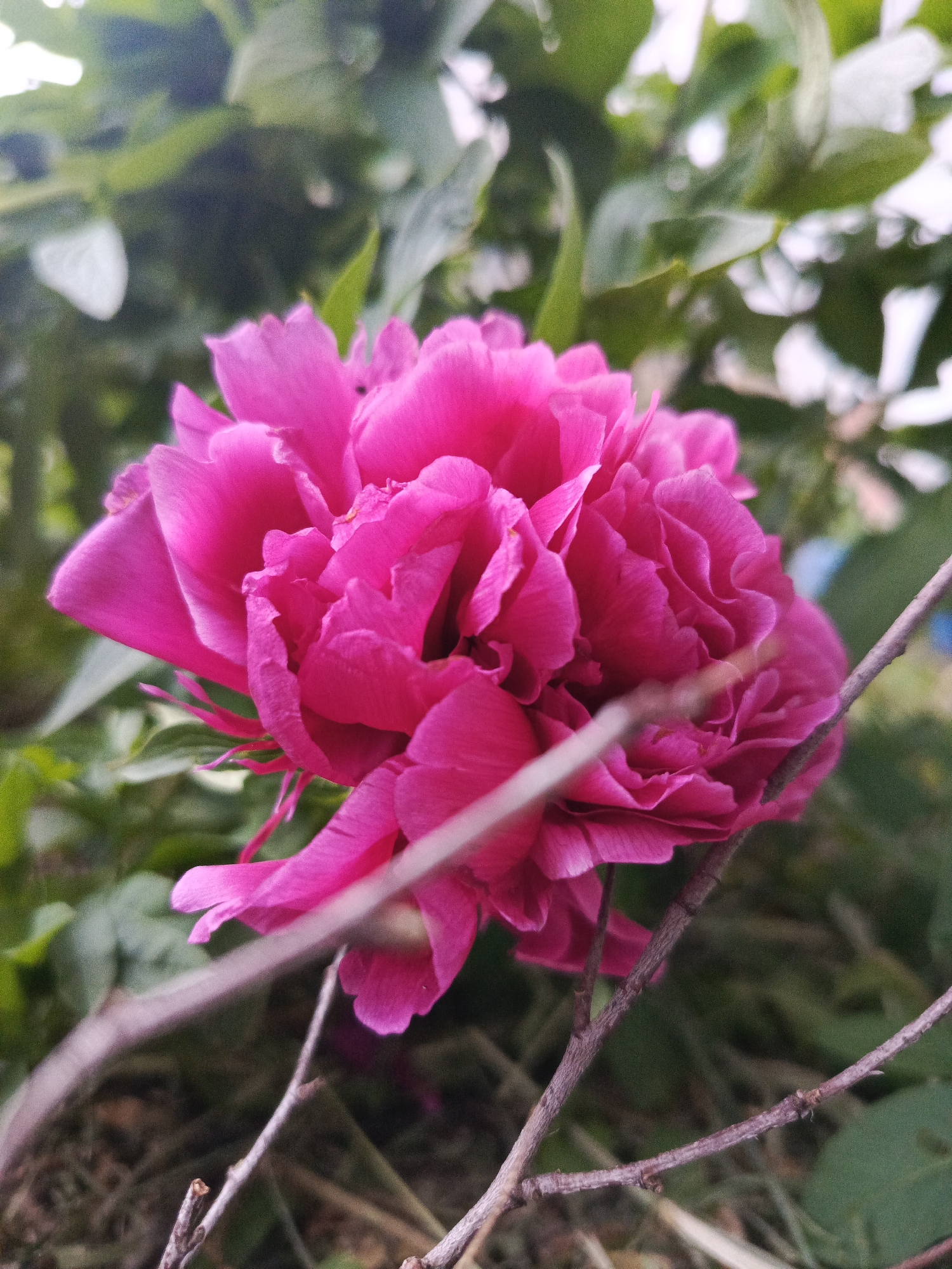 The image features a close-up view of a vibrant, bright pink peony flower in full bloom. The flower is the primary subject and is positioned centrally within the frame. Its petals are densely packed and appear velvety in texture. The background consists of green foliage, likely from the same plant or nearby greenery. In the foreground, a few thin, brown, leafless branches cross in front of the flower, partially obscuring the view. The branches are dry and appear to be part of the surrounding vegetation. The overall scene conveys a sense of natural beauty and tranquility. The location is Chaikovsky, Russia.