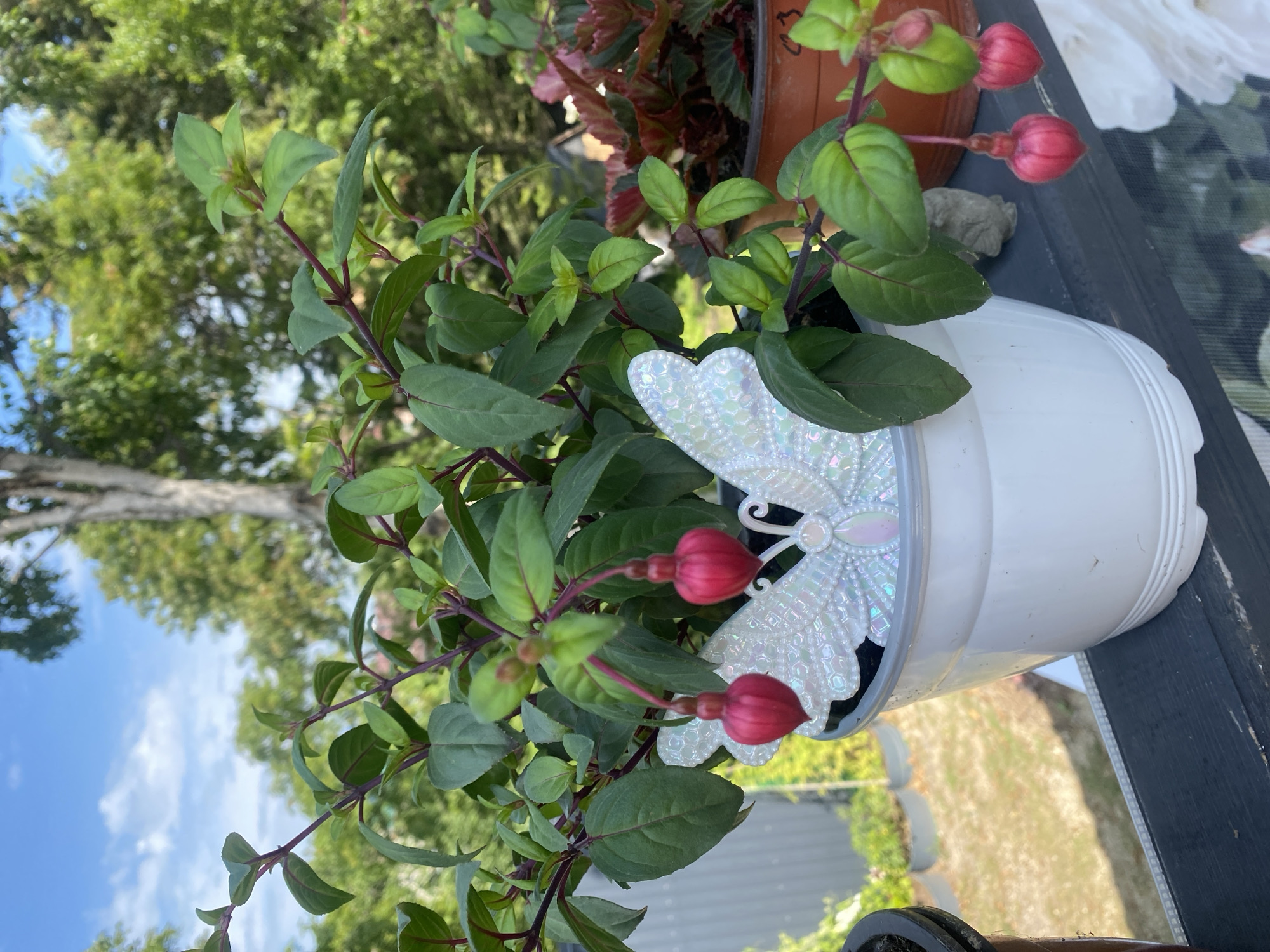 An outdoor, eye-level, medium shot shows a potted fuchsia plant with dark green leaves and deep pink flowers. A decorative white butterfly adorns the front of the white pot. The plant sits on a dark, weathered wooden railing overlooking a blurred background of trees and a blue sky with scattered clouds. The scene is likely in Tret'ya Pad', Russia, given the context of the prompt.