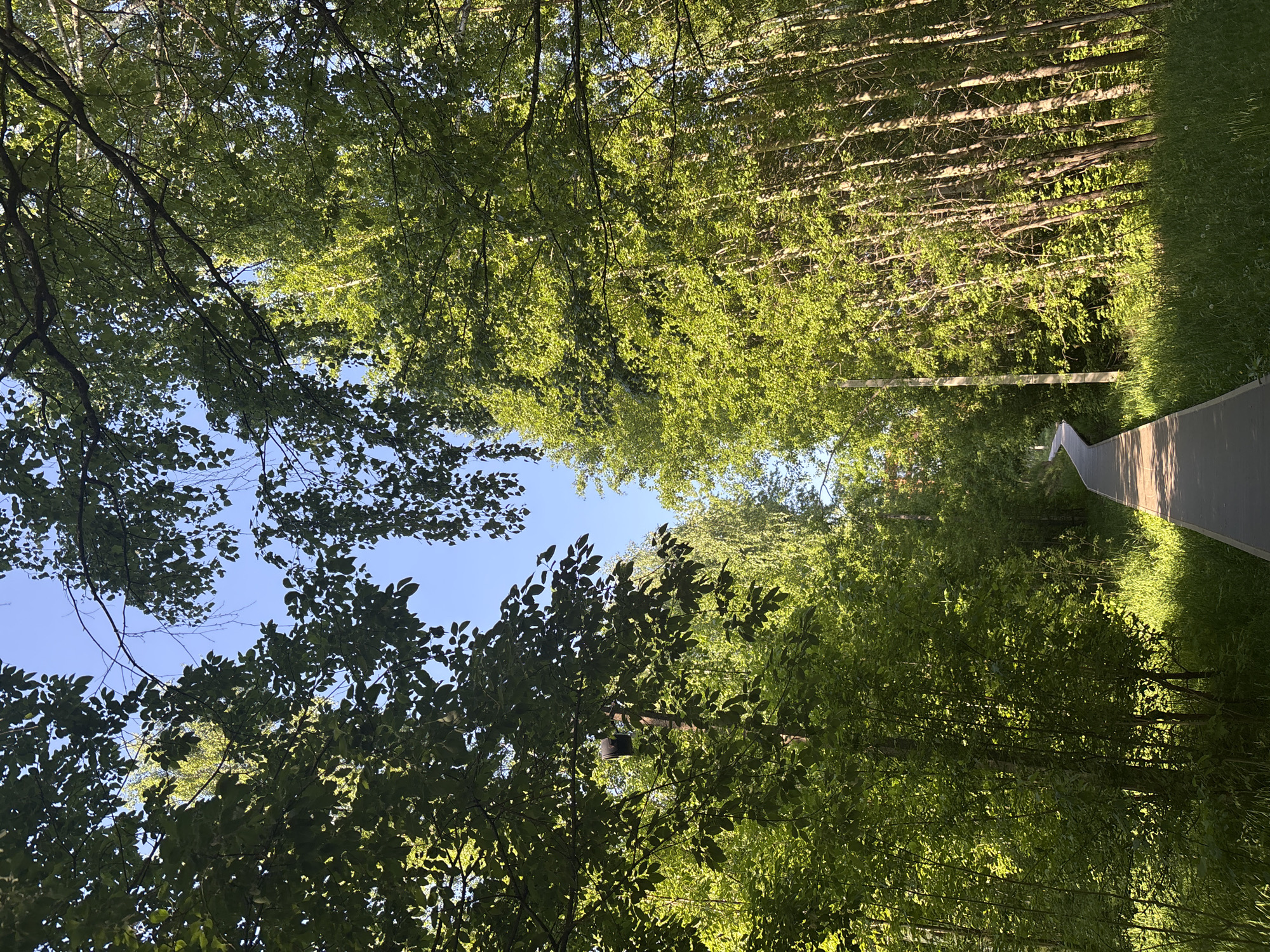 The image depicts a wooded area, likely a park, in daylight. The viewer is looking upward through the tree canopy towards a patch of blue sky. A paved path runs through the right side of the scene, lined with green grass. The precise location within Chaikovsky, Russia, cannot be determined from the image alone.