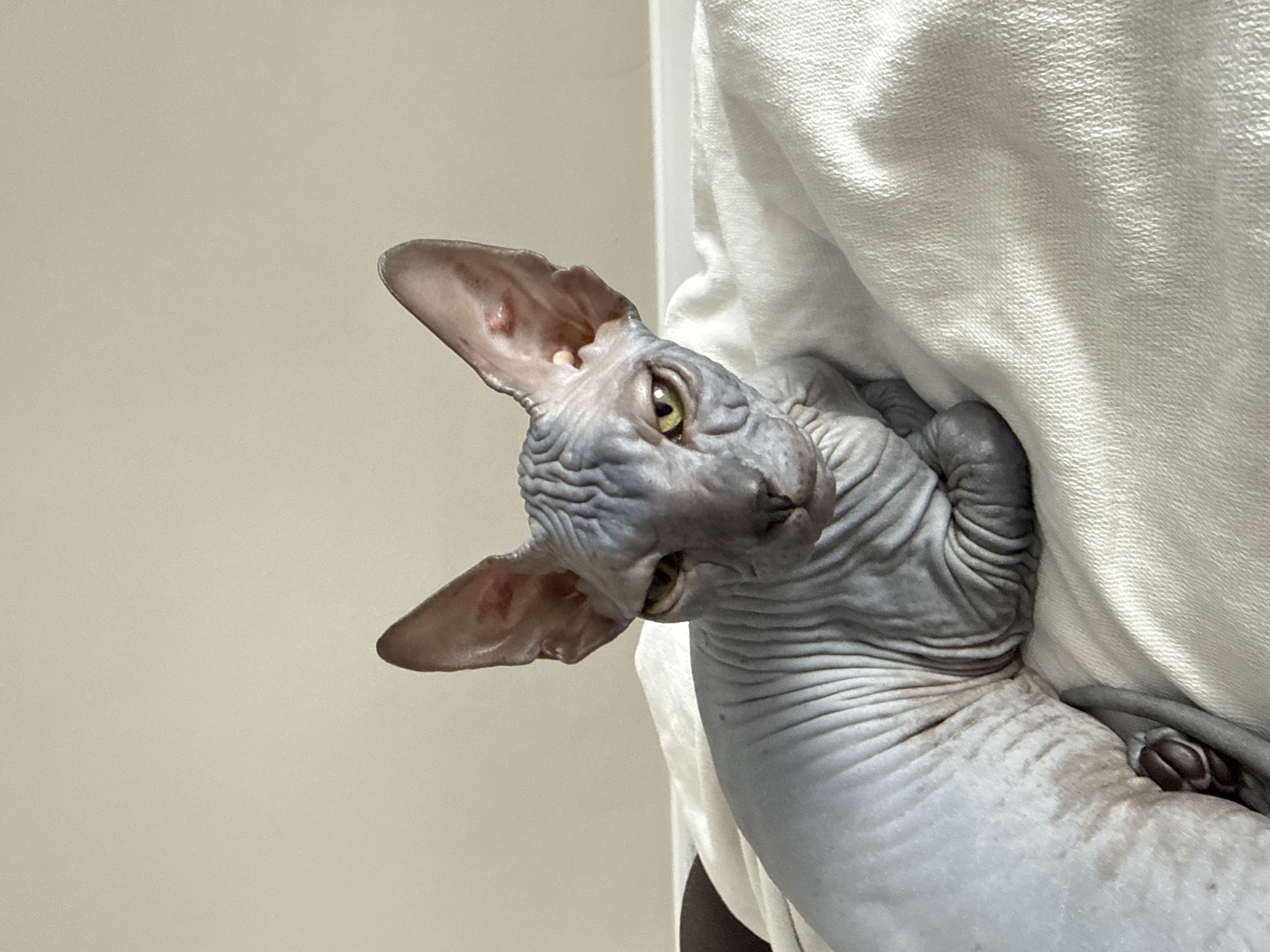 A Sphynx cat with wrinkled grey skin and large ears is lying on a white textured surface. The cat is looking directly at the camera with yellow-green eyes. The background is a plain, light-colored wall. There are no people or any indication of the city of Irpin, Ukraine in this image.
