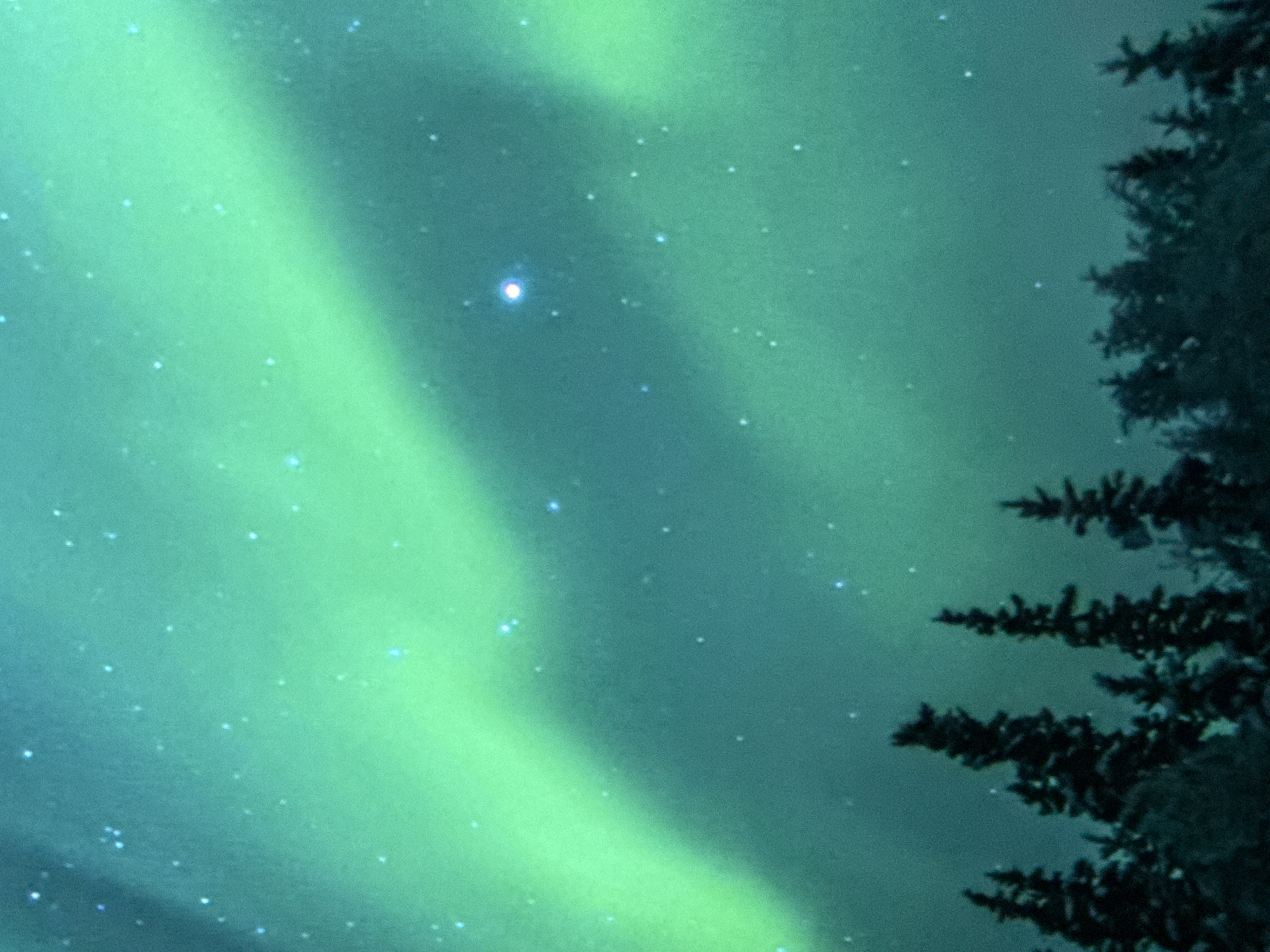 This is a photograph of the Aurora Borealis visible above a forest of evergreen trees. The aurora displays vibrant green hues streaking across a dark teal sky, speckled with numerous small, white stars. The trees in the foreground are silhouetted against the celestial display, their dark forms creating a stark contrast with the luminous sky. The image captures a natural phenomenon in a remote, likely northern, setting. There is no indication of the city of Saratov, Russia, or any urban elements.