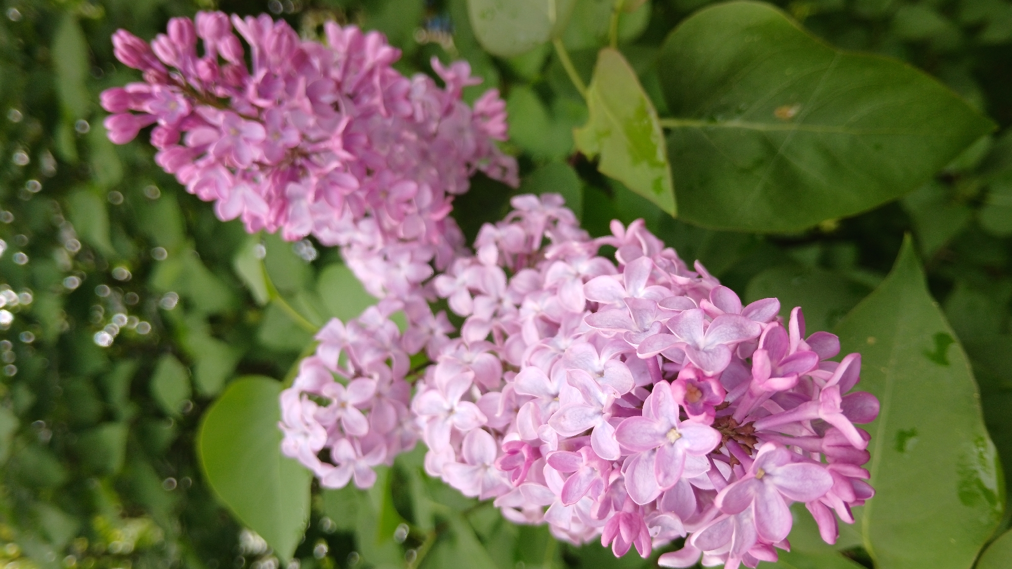 The image depicts a close-up view of lilac blossoms in full bloom. The flowers are a pale lavender color, and they are arranged in dense clusters. The background consists of green leaves and some blurred areas suggesting other foliage. The location is Unknown, Unknown. There are no people visible in the image. The primary subjects are the lilac blossoms and the surrounding green leaves. The main action is the state of blooming of the lilac flowers. There are no explicit interactions depicted other than the natural arrangement of flowers and foliage. The environment appears to be a garden or natural setting.