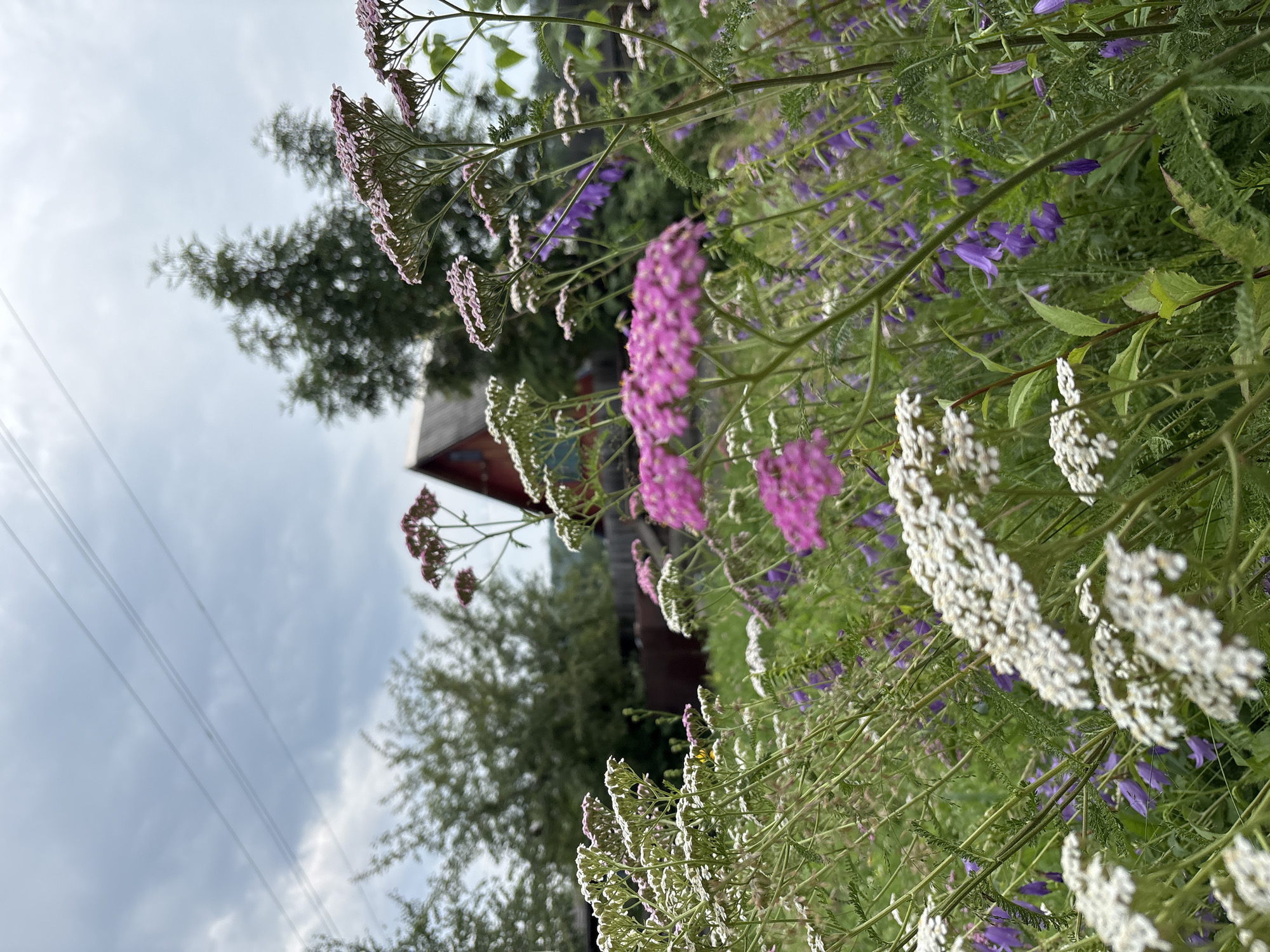 The image depicts a close-up view of a wildflower meadow in Ust-Ilimsk, Russia. In the foreground, several varieties of flowers are in bloom, including clusters of small white flowers and larger pinkish-purple blossoms. Tall, slender purple bell-shaped flowers are interspersed throughout the greenery. In the background, a rustic red wooden house with a dark roof is visible, partially obscured by mature trees. Overhead, a cloudy sky is crossed by faint power lines. The scene conveys a natural, rural setting with a focus on the vibrant flora.