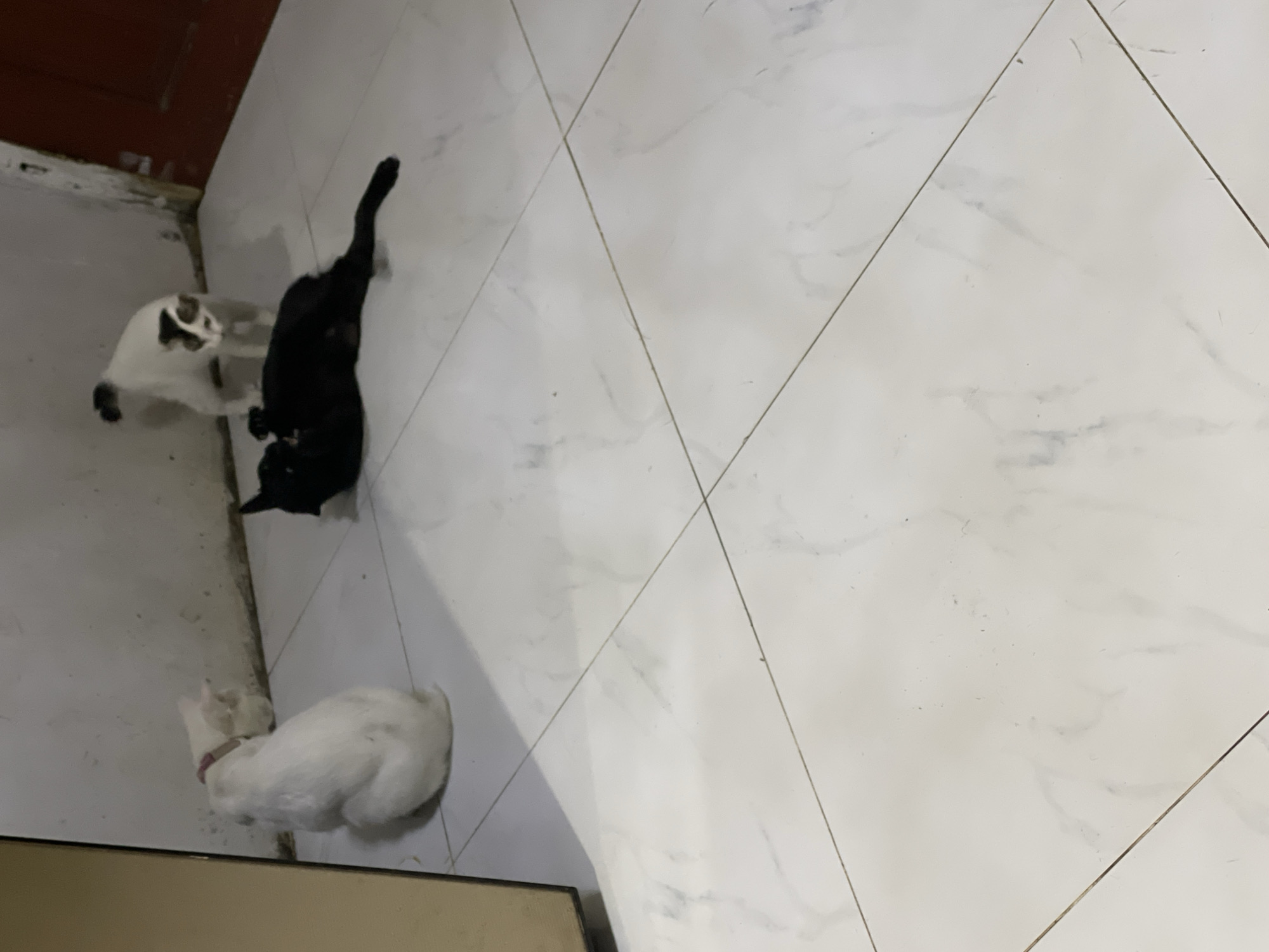 The image displays three cats indoors on a white tiled floor, likely in a domestic setting within Davao City, Philippines.
The subjects include a black cat, which is partially visible stretching or lying on its back towards the upper-left side of the frame. Nearby, a white cat with distinct black markings on its head and ears is positioned. A third cat, primarily white with a pink or reddish collar, is curled up or resting in the lower-left corner.
The cats appear to be in a state of rest or casual activity. The floor is composed of large, light-colored tiles featuring subtle grey marbling and visible grout lines that form diagonal patterns across the image. In the upper-left background, a dark brown or reddish wall or door frame is visible. A fragment of a brown object, possibly furniture or a container, can be seen in the lower foreground.
The indoor setting and ambient lighting do not provide specific cues for the time of day or weather, but suggest a calm atmosphere. No visible text is present in the image. The cats exhibit relaxed postures, indicating a peaceful environment.