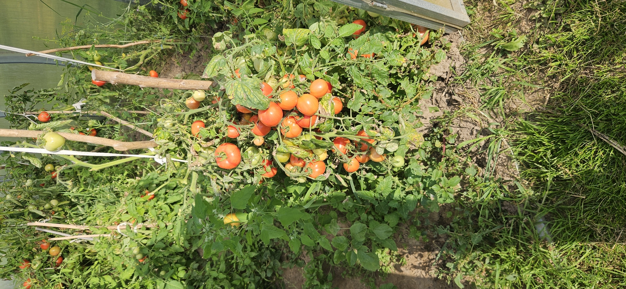 In a sun-drenched greenhouse in Мазалаўскі сельскі Савет, Belarus, a tomato plant laden with ripe and unripe fruits stands under the support of wooden stakes. The vibrant red and green spheres dangle from thick vines, some clustered together, others spaced out along the branches. The surrounding area is a dense tangle of green leaves and stems, with patches of exposed soil and grass at the base of the plant. The greenhouse structure is partially visible, with its translucent material allowing sunlight to illuminate the scene.