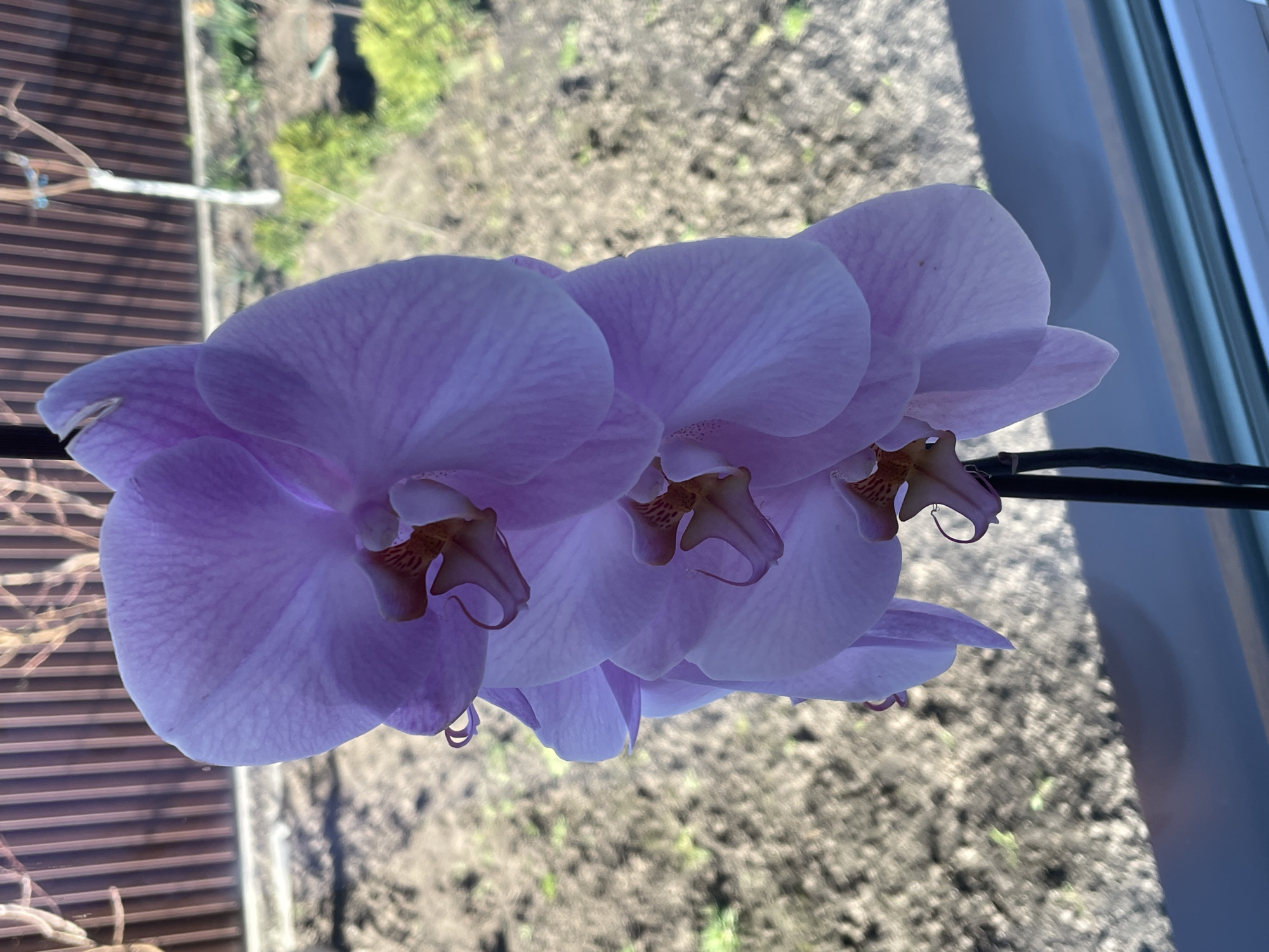 The image shows a cluster of blooming purple Phalaenopsis orchids. The blossoms are large and feature intricate patterns of darker purple veining on the petals and sepals, with a contrasting brown and white labellum. The flowers are arranged along a dark green stem. The background is blurred, showing what appears to be an exterior view through a window, possibly a garden area with soil or gravel. The photograph was taken indoors, likely in Ahronomichne, Ukraine. No people are visible.
