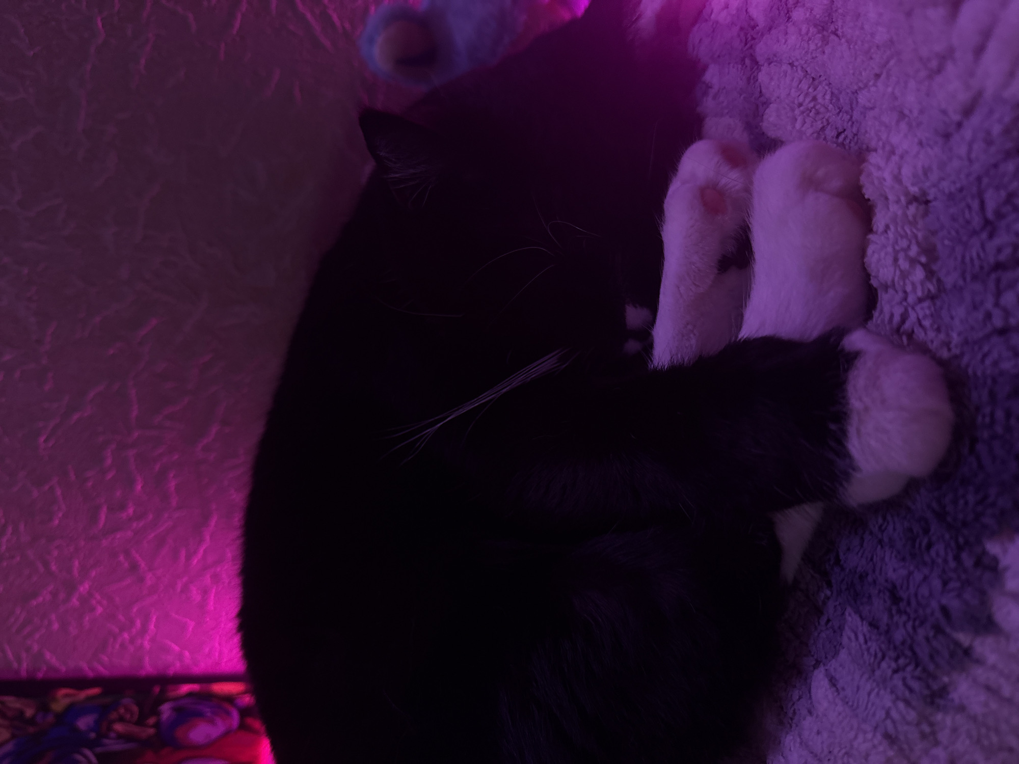 In the city of Pudomyagi, Russia, a black and white cat is curled up asleep on a textured, light-colored surface that appears to be a blanket or bedspread. The cat's body is predominantly black, with white paws that are clearly visible. The environment is illuminated by a pinkish-purple light source, which casts a vibrant glow on the background texture and the cat's fur. A portion of what looks like stained glass art is visible in the upper left corner, also reflecting the pink light. To the right of the cat, a blurred object, possibly a toy, with blue and pink hues is partially visible. The cat is positioned in a relaxed, sleeping posture, with its head tucked towards its body and its paws neatly arranged.