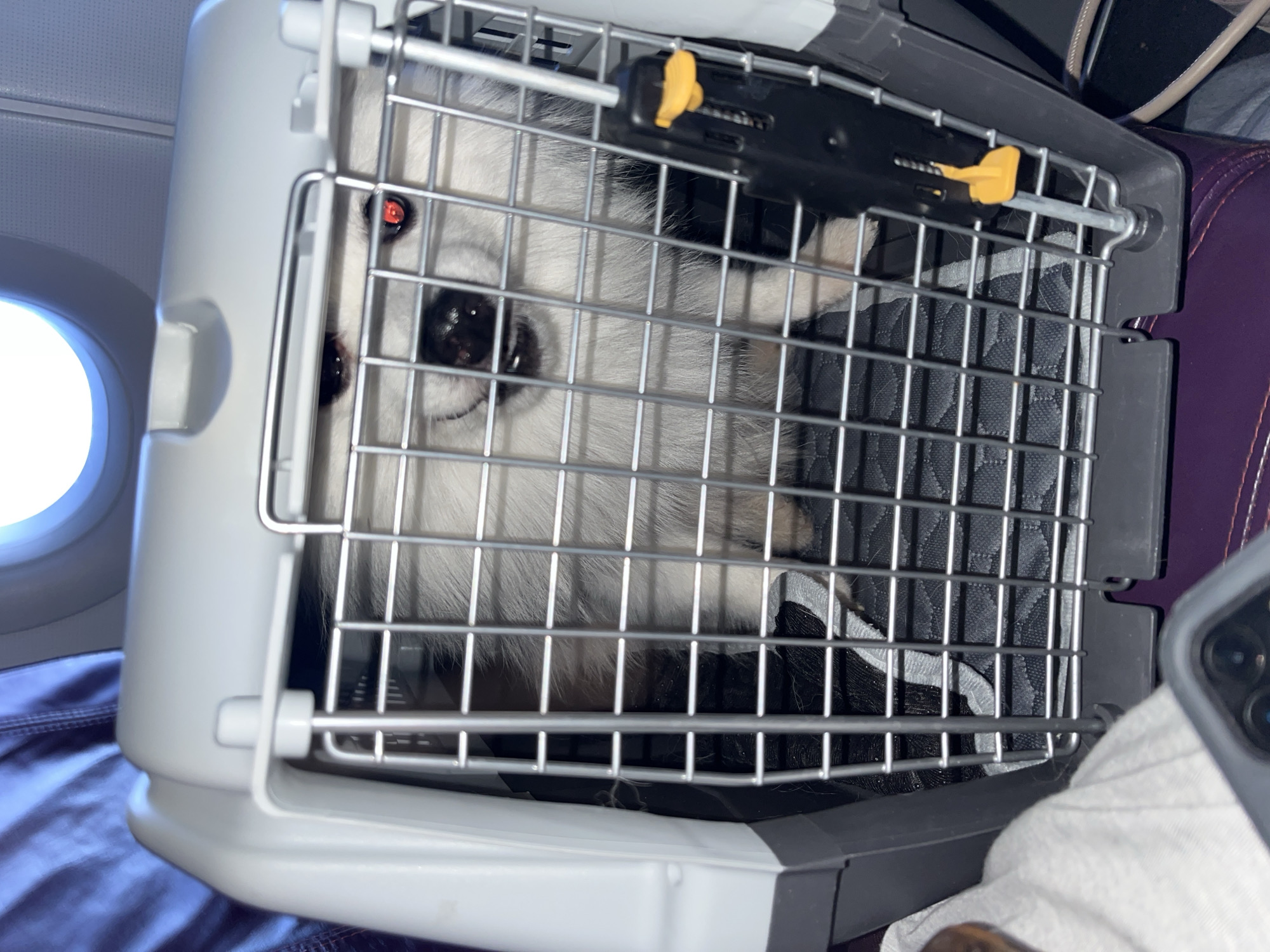 The image shows a close-up of a white dog with black markings peeking through the bars of a pet carrier. The dog's eyes are visible, one appearing to have a red reflex. The carrier is made of white and gray plastic with a metal grate door. Inside the carrier, a dark gray and black quilted pad is visible.
The setting appears to be inside an airplane, suggested by the presence of an airplane window on the left side of the image, which shows a bright, diffused light. The seat next to the carrier is a dark purple color. A phone, partially visible in the lower right corner, is being held, indicating someone is taking the photo.
The dog's expression is difficult to discern due to the cage bars, but its eyes suggest awareness of its surroundings. The lighting is consistent with daytime, as indicated by the bright light from the window. There is no visible text in the image. The location context provided is Novokuznetsk, Russia, but this cannot be confirmed from the image itself. The overall scene depicts a pet traveling.