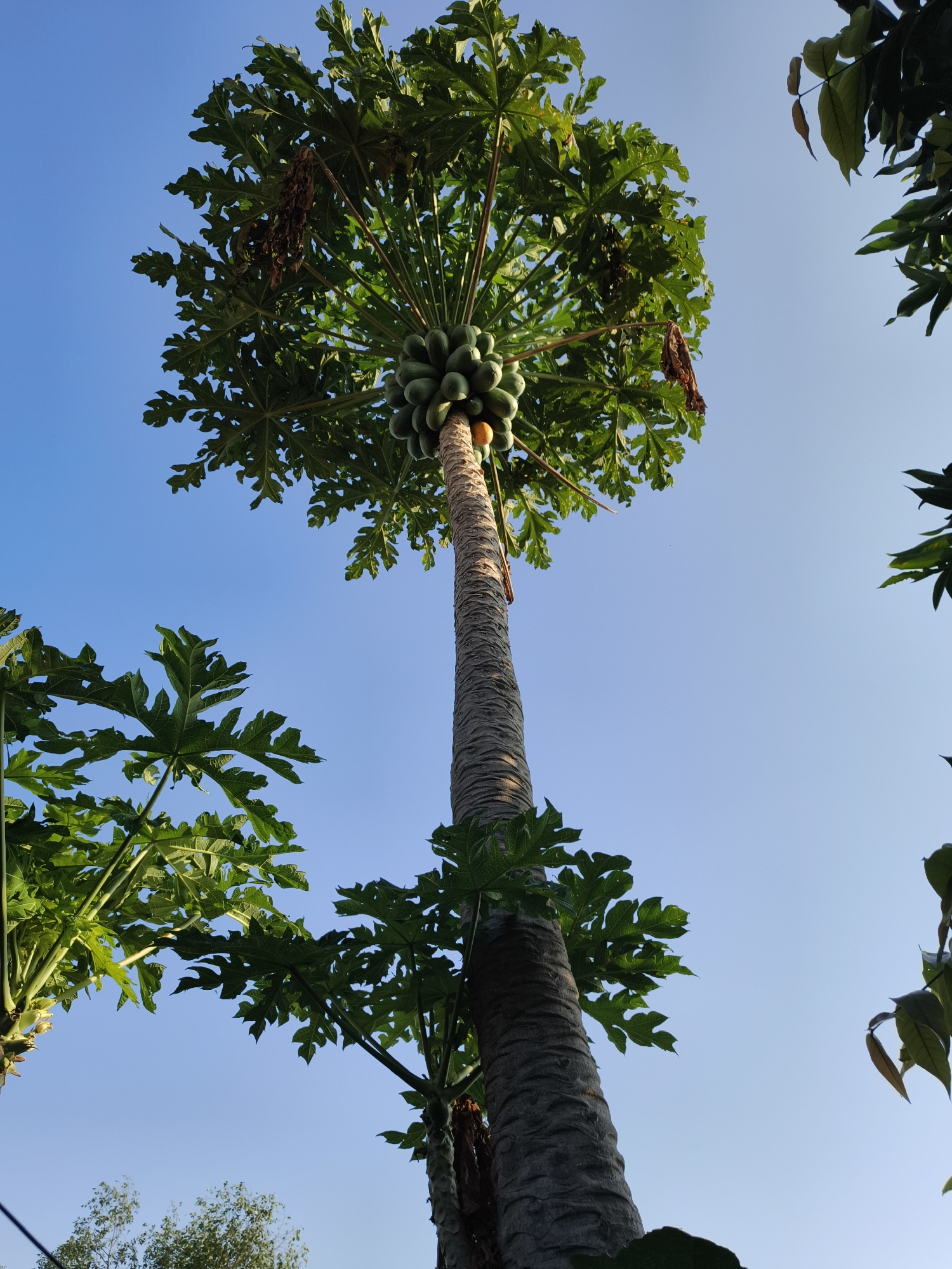 This is a low-angle, close-up, outdoor, daytime, full-shot photograph taken in Pekalongan, Indonesia. The image features a tall papaya tree with green papayas visible high up on its trunk. The tree's trunk is thick and textured, with large, green, lobed leaves fanning out from the top. The sky is a clear, bright blue. Several other trees with green leaves are partially visible in the foreground and background, framing the central papaya tree. The scene is viewed from below, looking up towards the sky.