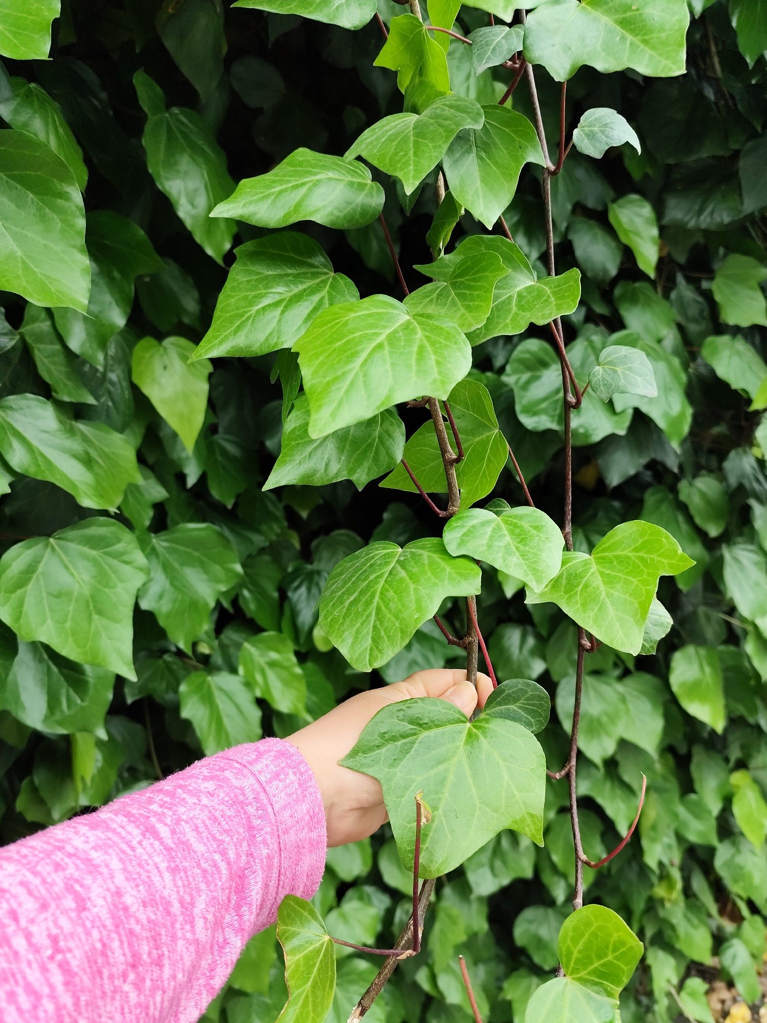 A close-up shot shows a hand holding a vine with green, heart-shaped leaves against a backdrop of dense ivy. The hand, clad in a pink sweater, is pale. The leaves are a vibrant green. The brown vine is thin and extends vertically through the frame. The background is filled with more ivy, creating a lush, green environment. The location is unspecified.