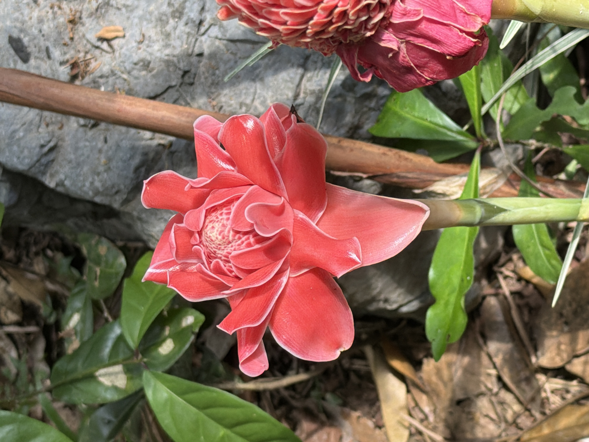 A close-up shot, likely taken in Thủy Xuân Ward, Vietnam, showcases a vibrant pink ginger flower. The flower is the focal point, displaying its layered petals and intricate inner structure. A second ginger flower is partially visible in the upper right corner of the frame. In the background, a grey rock or stone feature is present, contrasting with the flower's colors. Green foliage and brown leaves surround the flower, providing a natural setting. A section of a brown stem rests between the flower and rock. A green stem is visible as well. The scene is bathed in natural light, creating shadows and highlights on the flower and surrounding elements.
