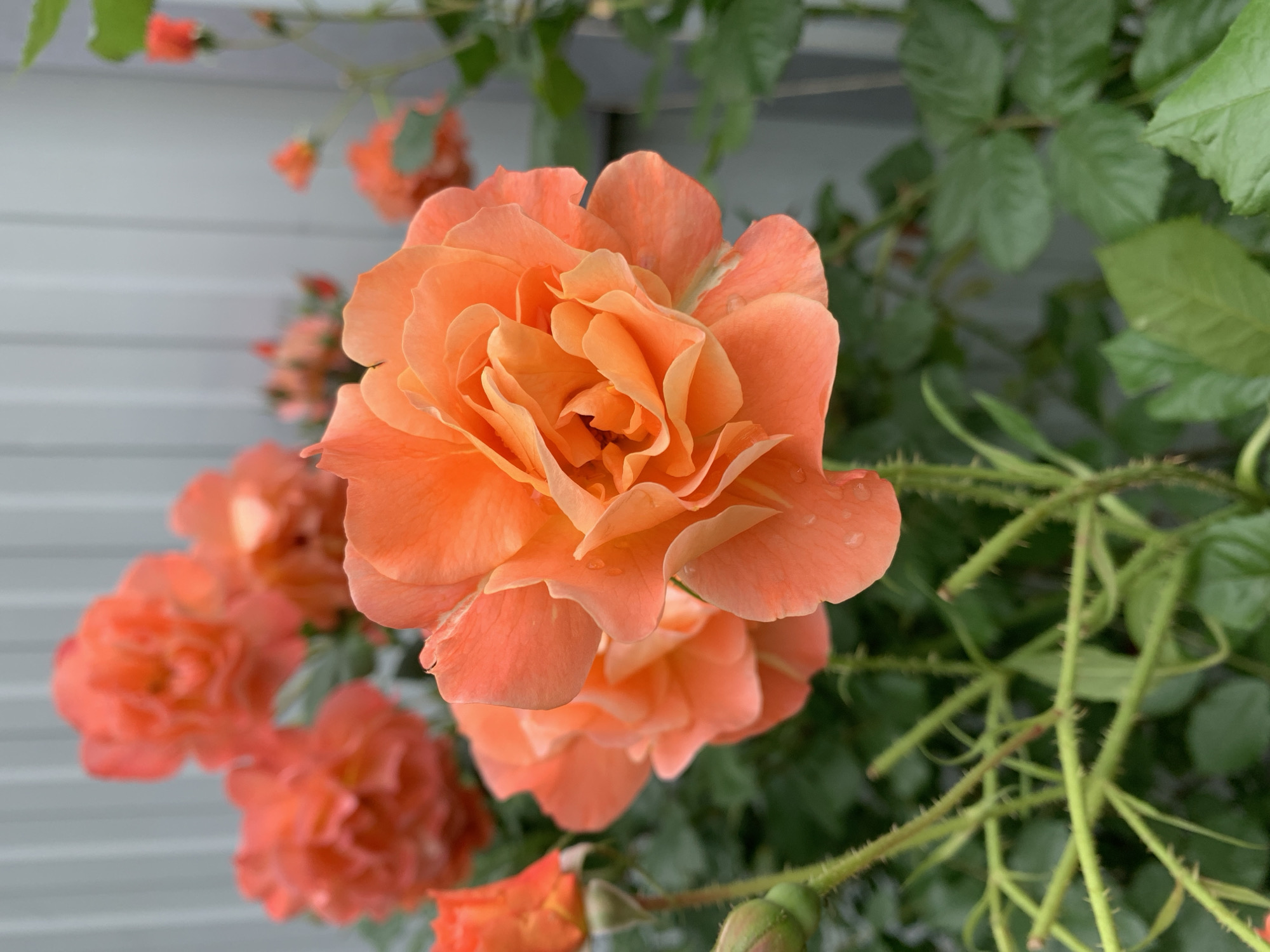 The image shows a close-up of a vibrant orange rose in full bloom, with several other roses and buds visible in the background. The rose is surrounded by green leaves and thorny stems. In the background, a light-colored wall or fence can be seen. The scene appears to be outdoors, likely in a garden setting.