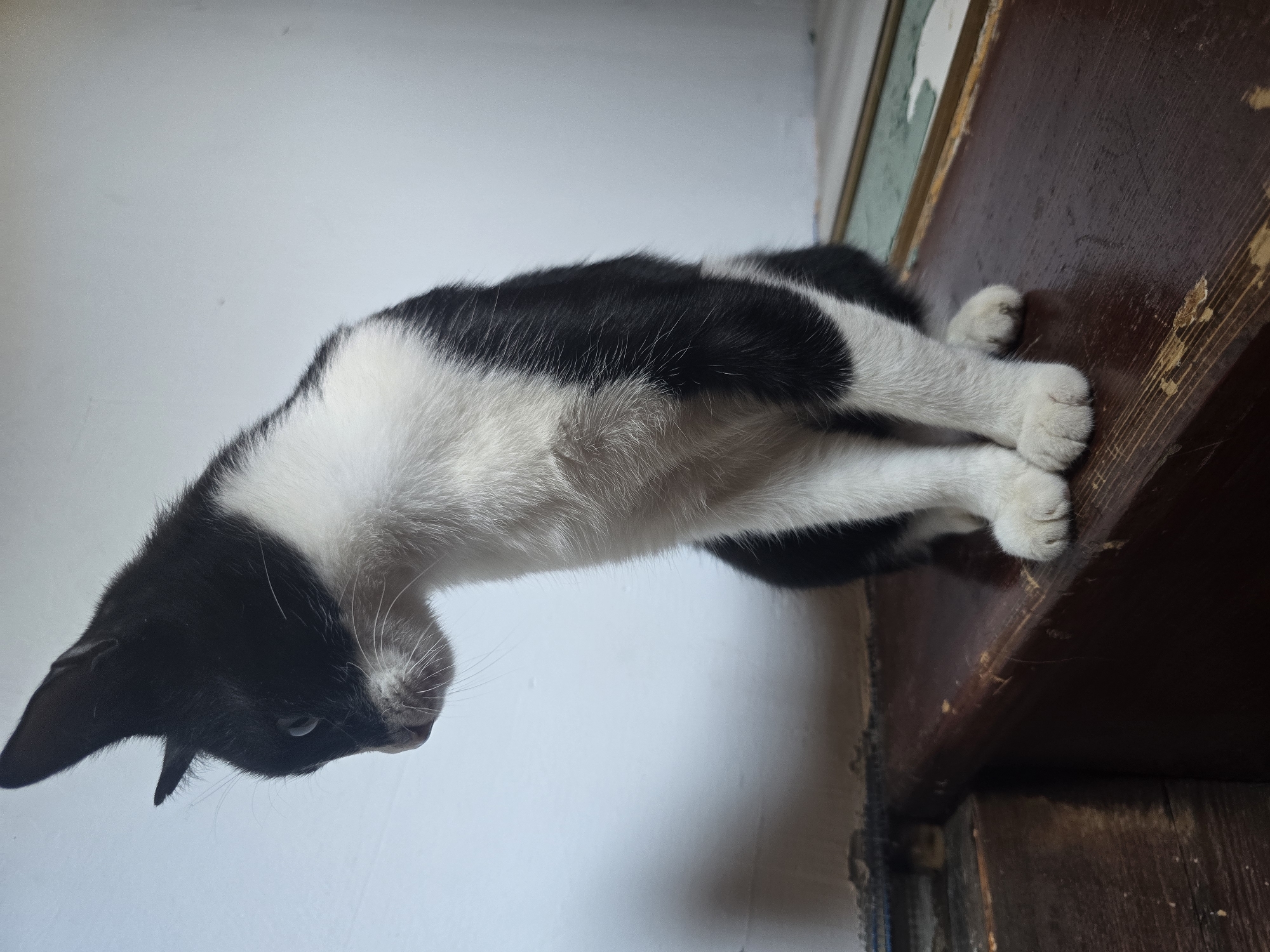 A black and white cat is sitting on a wooden surface. The cat is facing left and looking down. Its fur is mostly white on its chest and paws, with black markings on its head and back. The wooden surface appears worn and scratched. In the background, a white wall is visible. The lighting suggests the image was taken indoors, possibly in an urban setting, but no specific city or location details are discernible.