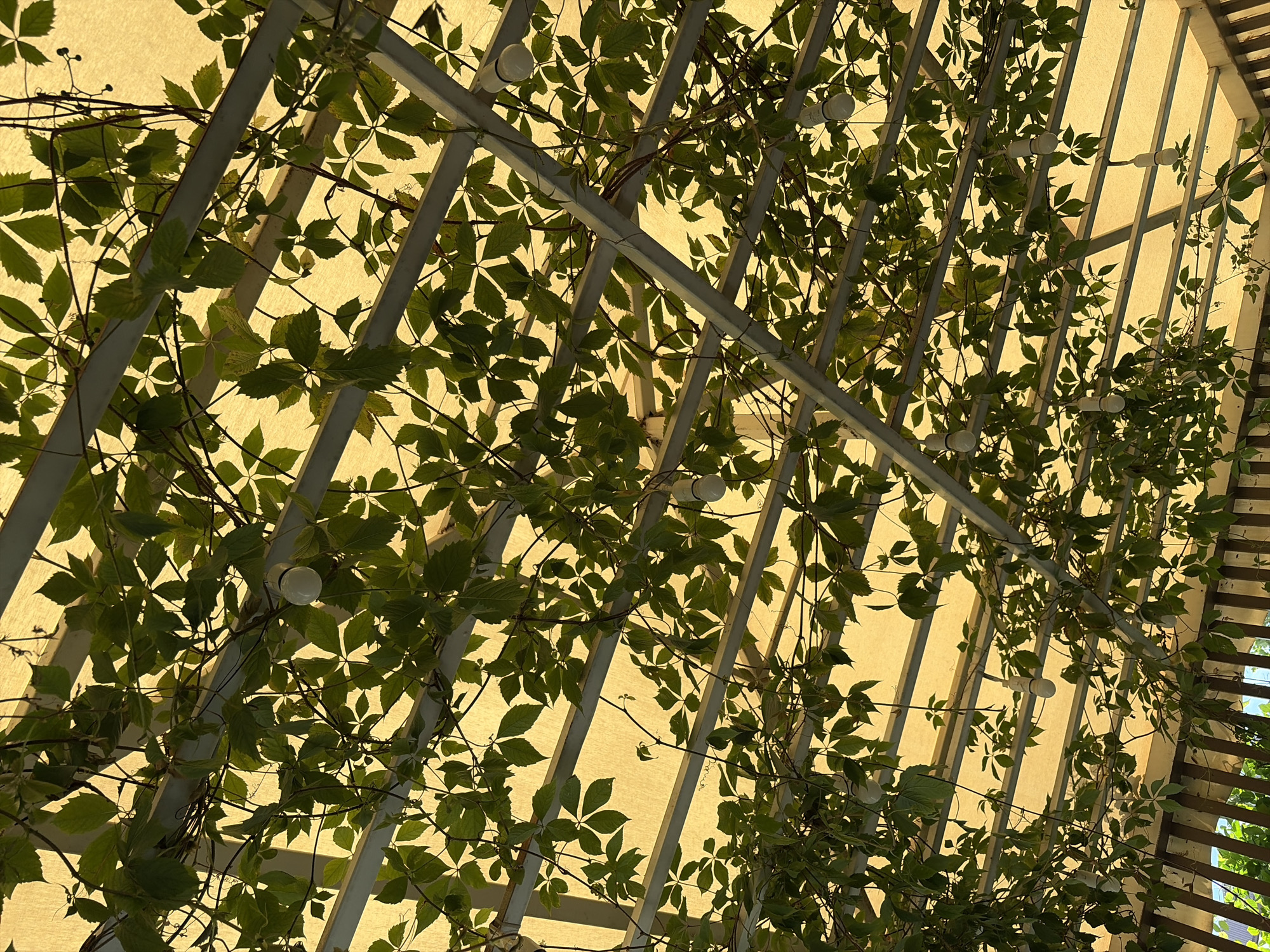 The image shows an overhead view of a structure covered by a translucent yellow canopy, with green vines and leaves growing across it. Several light fixtures are visible, hanging down among the foliage. The vines are dense in some areas and sparse in others, creating a dappled light effect on the canopy. In the lower portion of the image, a wooden fence or railing is partially visible. The scene appears to be outdoors, possibly an open-air seating area or a garden structure. The location is identified as Bishkek City, Kyrgyzstan.