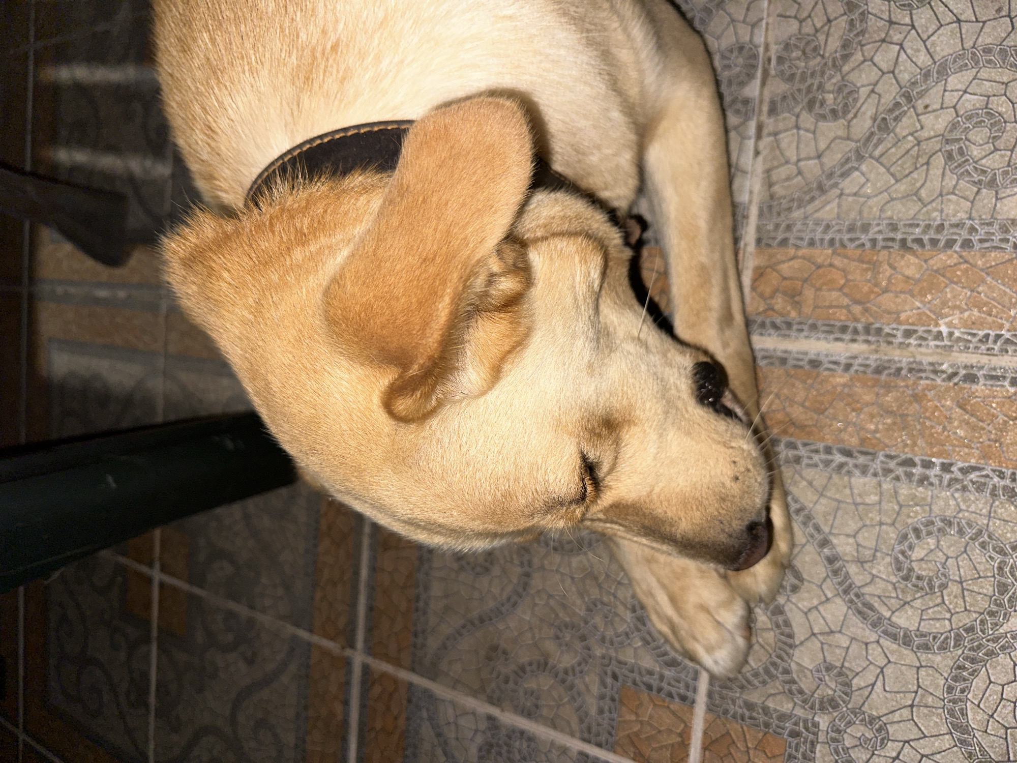 A light-colored dog is lying on a tiled floor. The dog is wearing a dark collar. The floor has a patterned design with shades of brown, beige, and gray. In the background, a dark object, possibly furniture, is visible. The lighting suggests an indoor setting. There is no indication of the city of Sochi, Russia, in the image.