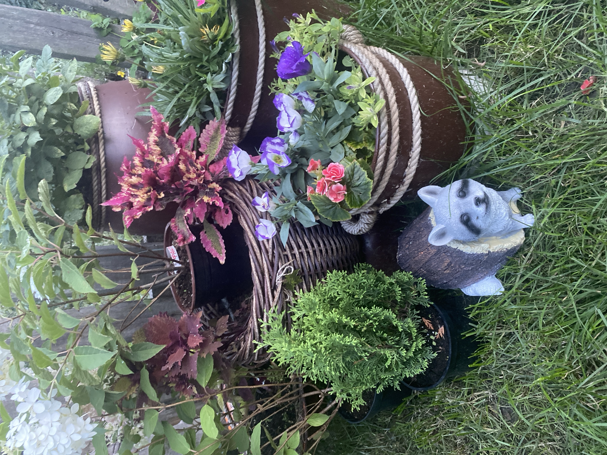 The image depicts a lush garden setting, likely a backyard, with various potted plants arranged on a grassy lawn. A rustic wooden fence forms the backdrop. Among the flora are plants with vibrant red and green leaves, alongside flowering plants bearing white, purple, and pink blossoms. A small, decorative garden gnome shaped like a raccoon is placed in the foreground, adding a whimsical touch to the scene. The overall impression is one of a well-tended and attractive outdoor space. There is no indication of the city of Oktyabrsk, Russia in the image.