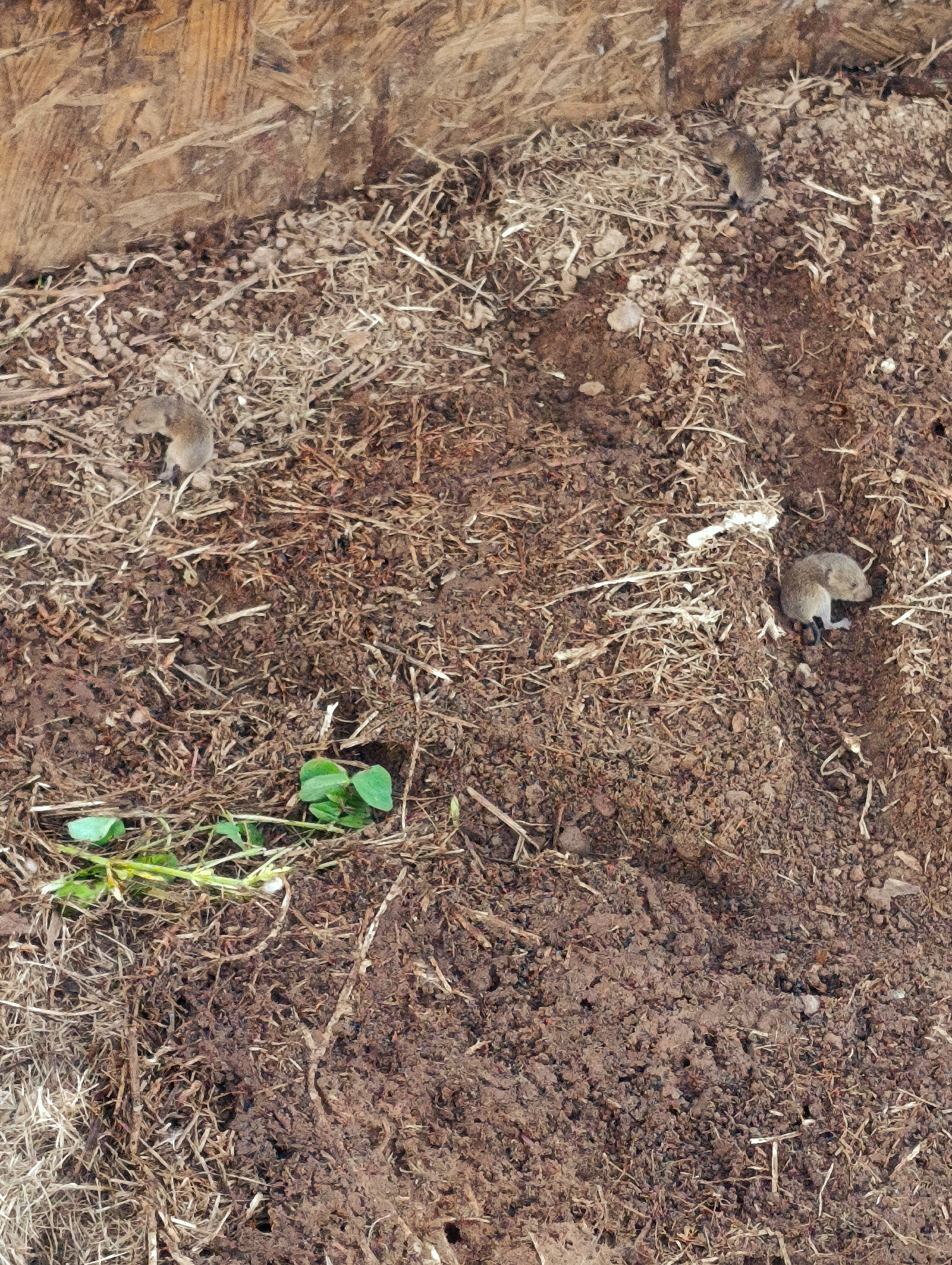 The image shows a section of ground covered in loose soil, dry straw-like vegetation, and a few small green plants. In the upper left corner, a wooden board or wall is visible. There are three small, gray-brown rodent-like animals scattered across the scene, possibly voles or mice. One is in the upper right corner, one is in the middle left, and the last one is in the lower right. The specific location in Shiroko pole, Bulgaria, is not identifiable from the image. There are no people in the image.