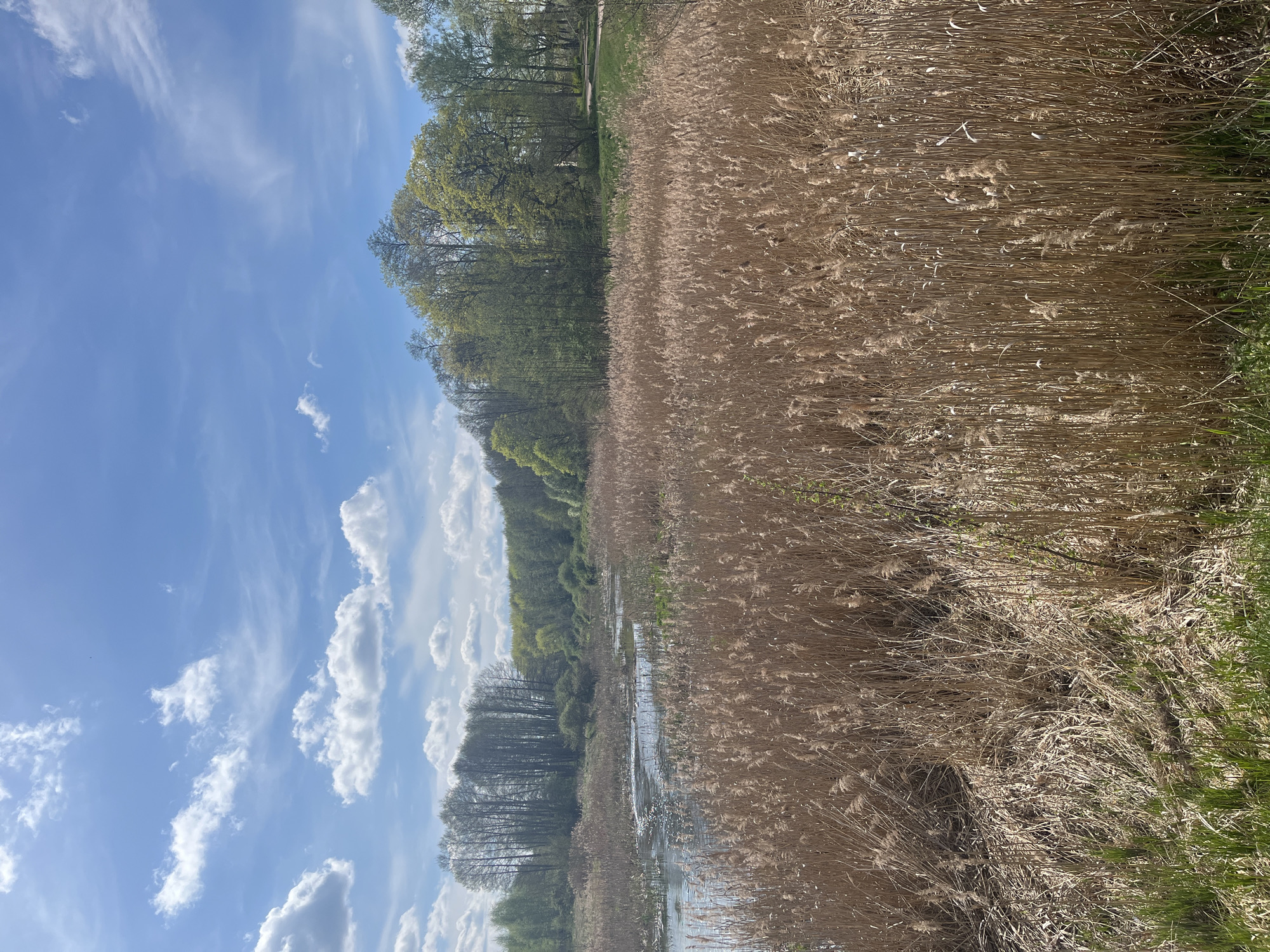 The image depicts a landscape in Гервяцкі сельскі Савет, Belarus. The scene is divided between a body of water with a reflective surface, reeds/tall grasses, and trees. Above all this is a partly cloudy blue sky. The reeds are a light brown color with seeding heads. On the edge of the water are trees with leaves of varying greens.