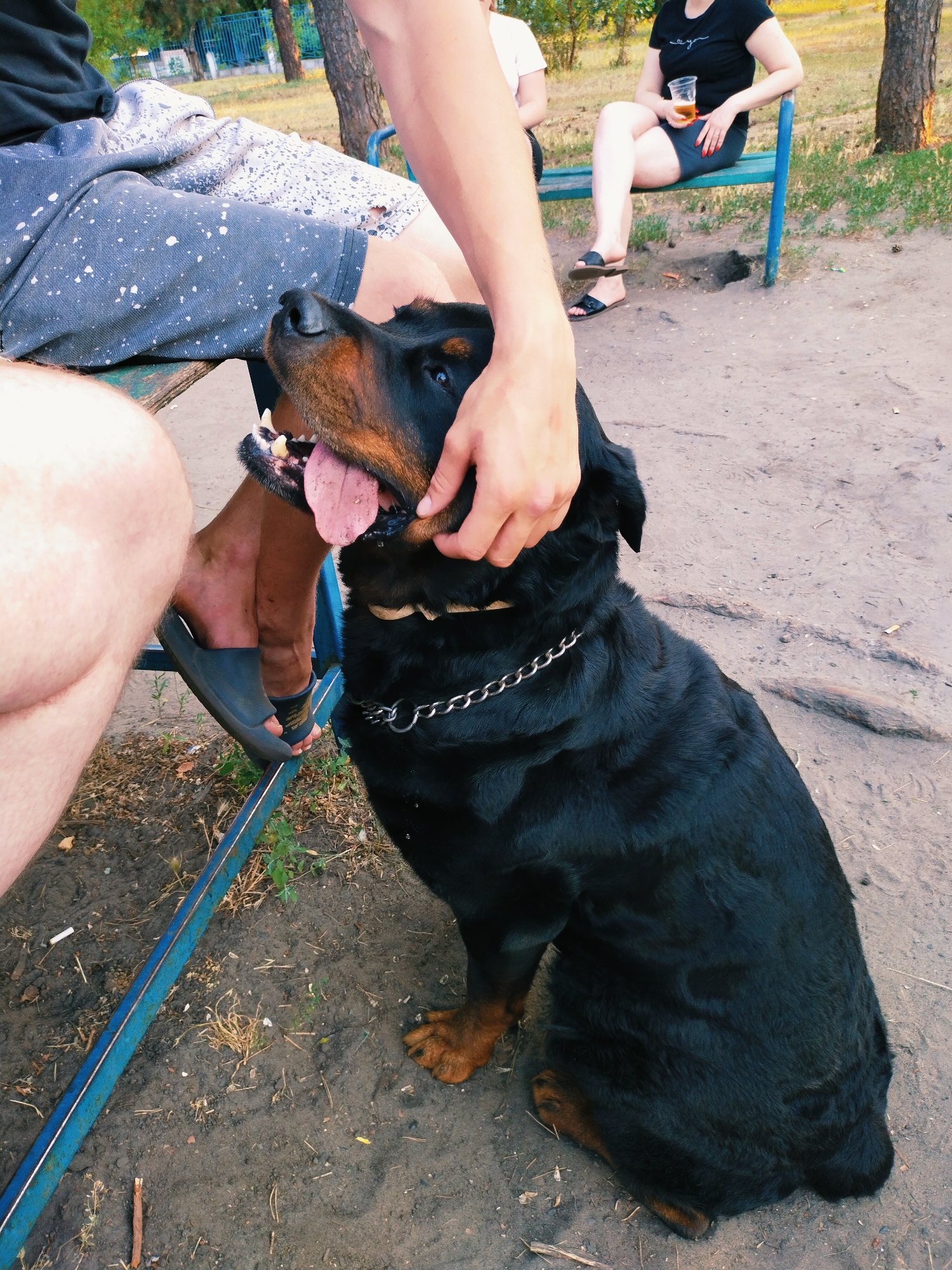 A Rottweiler dog sits on the ground, panting with its tongue out. A person's hand is visible, petting the dog on its head. In the background, two individuals are seated on a blue park bench. One person holds a plastic cup with a beverage. The scene appears to be in an outdoor public space with dirt ground, grass, and trees. The presence of a park bench and trees suggests this location could be a park. The image does not contain any specific landmarks or context that would definitively place it in Horishni Plavni, Ukraine.