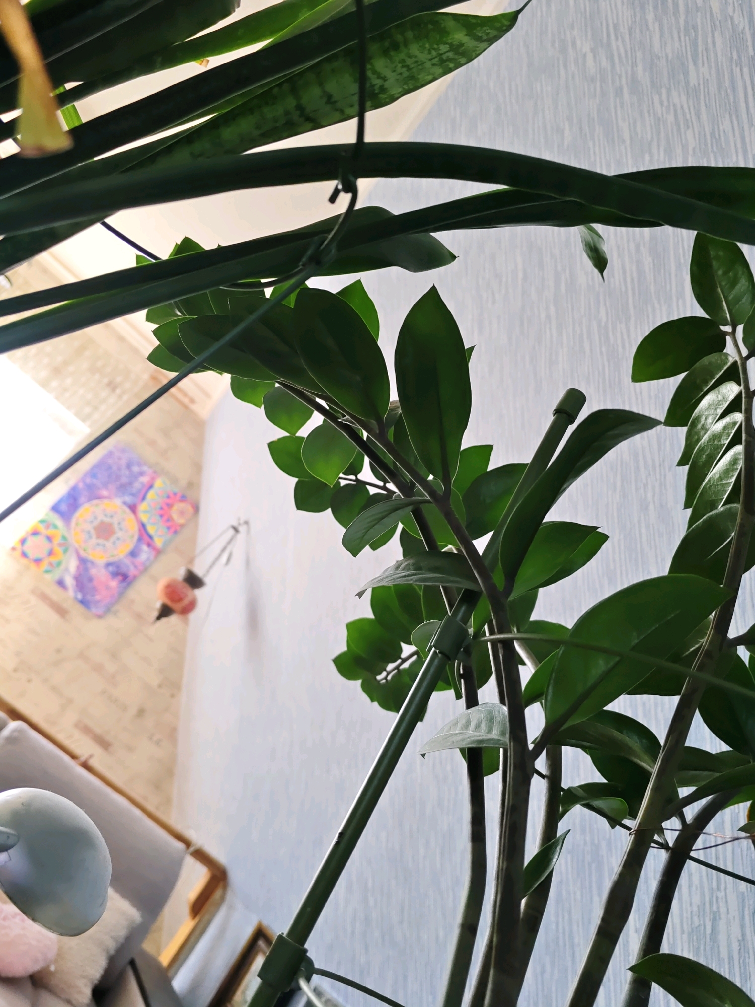 The image is a close-up, low-angle shot of indoor plants, primarily focusing on their green leaves and stems against a lightly textured, pale blue wallpapered background. In the upper left, the edge of a window is visible, suggesting natural light. Further left and slightly out of focus, a piece of colorful wall art with circular patterns hangs on a brick-patterned wall. Below the art, a hanging light fixture with two spherical, coral-colored elements is suspended. To the left and bottom of the frame, the back of a grey sofa and a pale blue lamp are partially visible. The overall scene depicts an indoor setting, likely a residential space. The image does not contain any explicit indicators of its specific location within Rostov-on-Don, Russia.