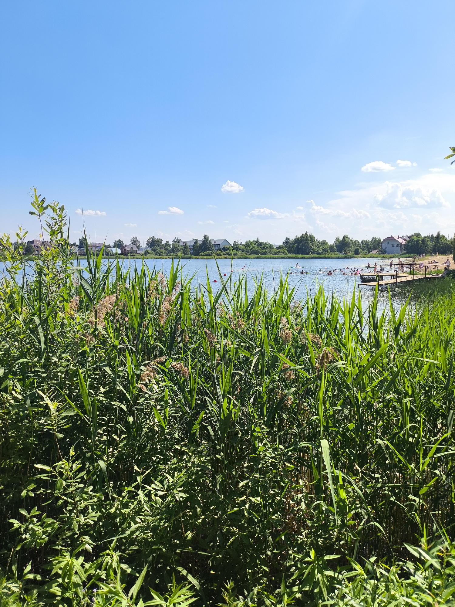 This image depicts a sunny day at a body of water, likely a lake or pond, with a clear blue sky and scattered white clouds. In the foreground, dense green reeds and vegetation create a natural border, partially obscuring the view of the water. Across the water, a sandy beach is visible, lined with trees and residential buildings. Several people are present, some swimming in the water and others relaxing or walking on the beach. A wooden pier extends into the water from the beach, with more people gathered on and around it. The scene suggests a recreational area, possibly a park or a developed waterfront in a suburban or rural setting. The presence of residential buildings in the background hints at a community located near this natural amenity. The overall atmosphere is one of a pleasant summer day spent enjoying outdoor activities.