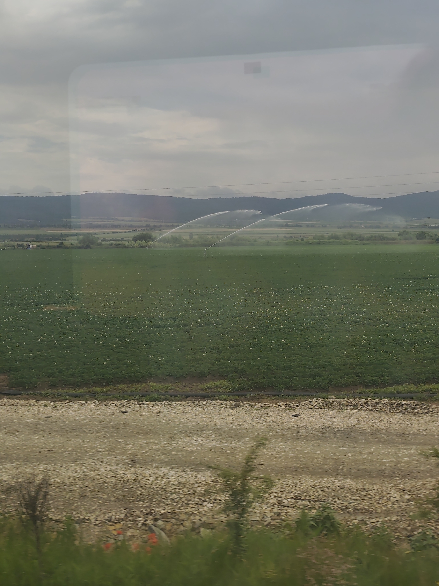 A wide shot captures a vast, flat agricultural landscape under a hazy, overcast sky. In the foreground, a strip of dry, gravelly earth is visible, with some sparse green vegetation and a few red flowers scattered at the bottom. Behind this, a large, lush green field stretches across the mid-ground, dotted with numerous small, light-colored objects, possibly flowers or ripening produce. In the distance, several large agricultural irrigation sprinklers are actively spraying water, creating arcs of mist that are visible against the darker, undulating hills in the background. The hills are covered in vegetation and shrouded in a light mist or smoke, suggesting either natural fog or industrial activity. The overall scene depicts agricultural irrigation in a rural setting.