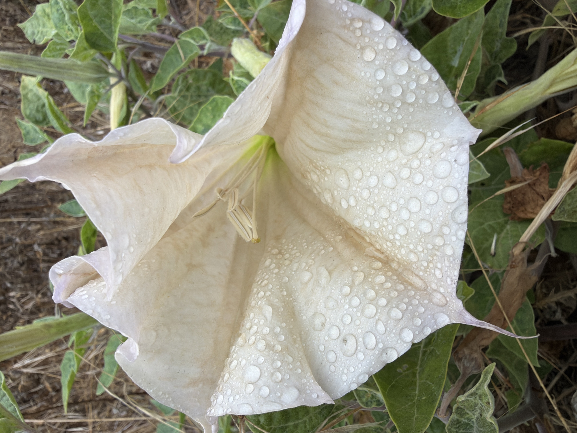 A close-up shot captures a delicate, pale white flower, possibly a Datura, adorned with numerous water droplets. The flower is trumpet-shaped, with gently unfurling petals that show subtle veins and a light tan discoloration in some areas. The water droplets, varying in size, create a glistening effect across the surface of the petals, suggesting recent rain or dew. The flower's interior reveals stamens and pistils, with a hint of pale green at the base.
The bloom is surrounded by lush green foliage, some of which appears slightly wilted. Darker, reddish-brown stems are visible amongst the leaves, and dry grass and debris lie on the ground. The background is softly blurred, indicating a shallow depth of field that focuses attention on the flower. The lighting suggests it could be morning or late afternoon, with soft, diffused light.
The scene appears to be outdoors, likely in a natural or semi-wild setting, given the presence of various plant life and organic ground cover. There is no visible text in the image. The overall mood is tranquil and natural, highlighting the simple beauty of the flower after a rain shower. The location context of Lake Forest, USA, provides a general geographical setting.