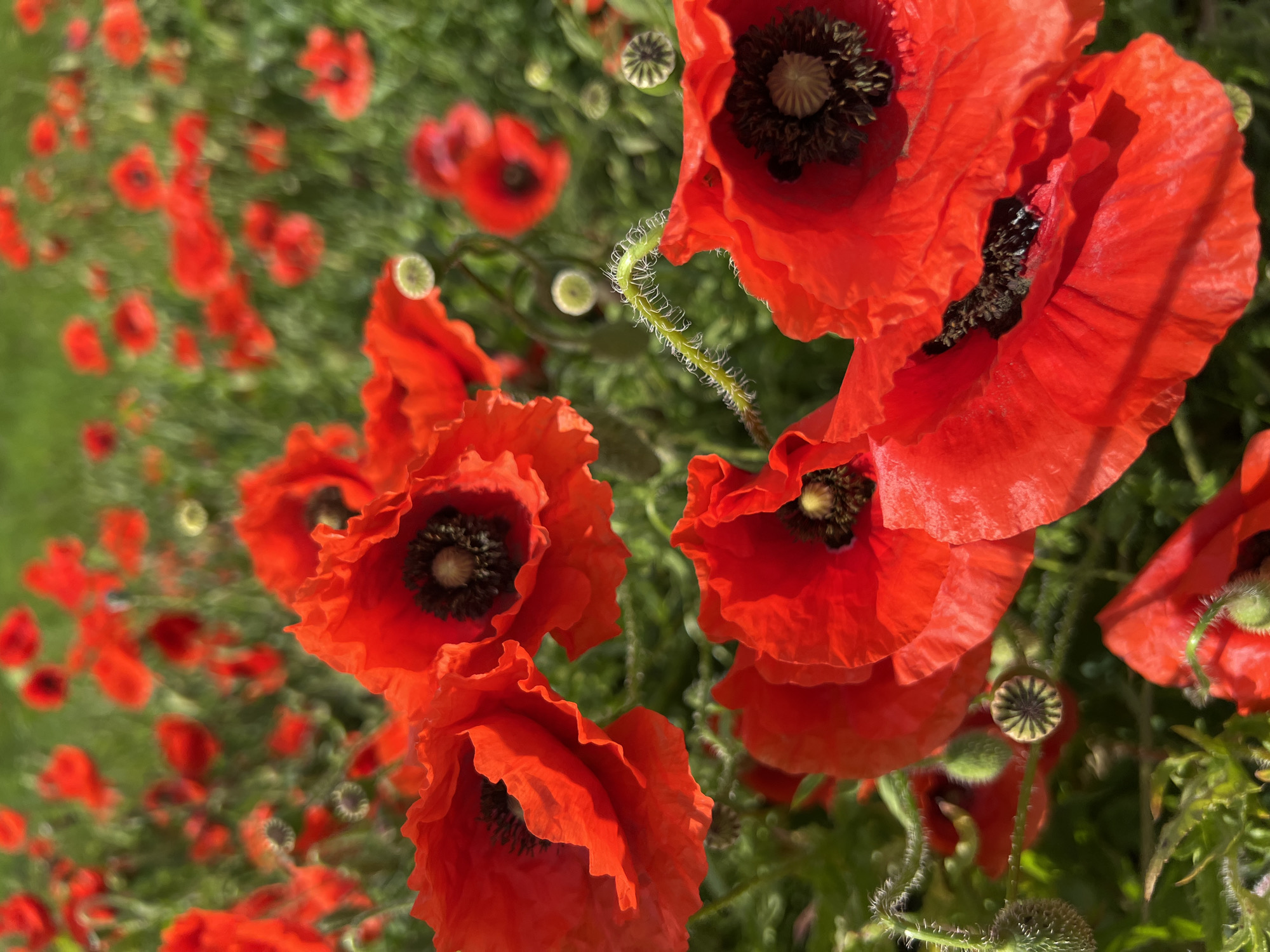 The image shows a close-up view of a field of red poppies. The flowers are in various stages of bloom, with some fully open and others still in bud. The petals are a vibrant red color, and the centers of the flowers are dark brown. The stems of the poppies are green and hairy. The background is a blur of green grass and other vegetation. The image was likely taken in the city of Tugurgoy, Russia, given the prompt instruction, although there is no explicit indication in the image. No people are visible in the image.
