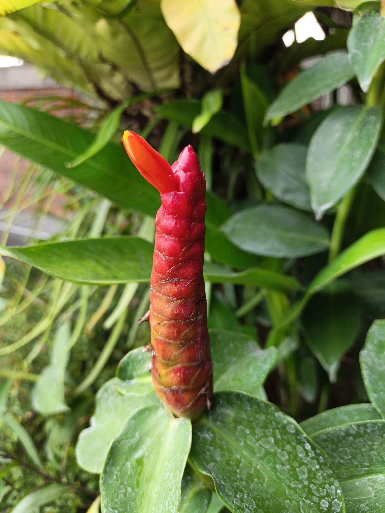 A close-up, eye-level shot showcases a vibrant red flower emerging from a spiral-shaped, segmented bud. The flower is positioned vertically in the center of the frame, with a single pointed petal extending upwards. The bud is composed of tightly packed, overlapping scales, transitioning in color from a deep red at the top to a more orangey-red towards the bottom. Surrounding the flower are lush, green leaves, some of which are slightly out of focus, creating a soft bokeh effect. The leaves are broad and waxy, with a slightly textured surface. In the background, more greenery is visible, with hints of yellow leaves and the blurred outline of what appears to be foliage. The lighting suggests an outdoor setting, likely in a garden or natural environment. There are no people or animals present in the image. The image does not provide any specific visual cues to determine its location within Sekarsuli, Indonesia.