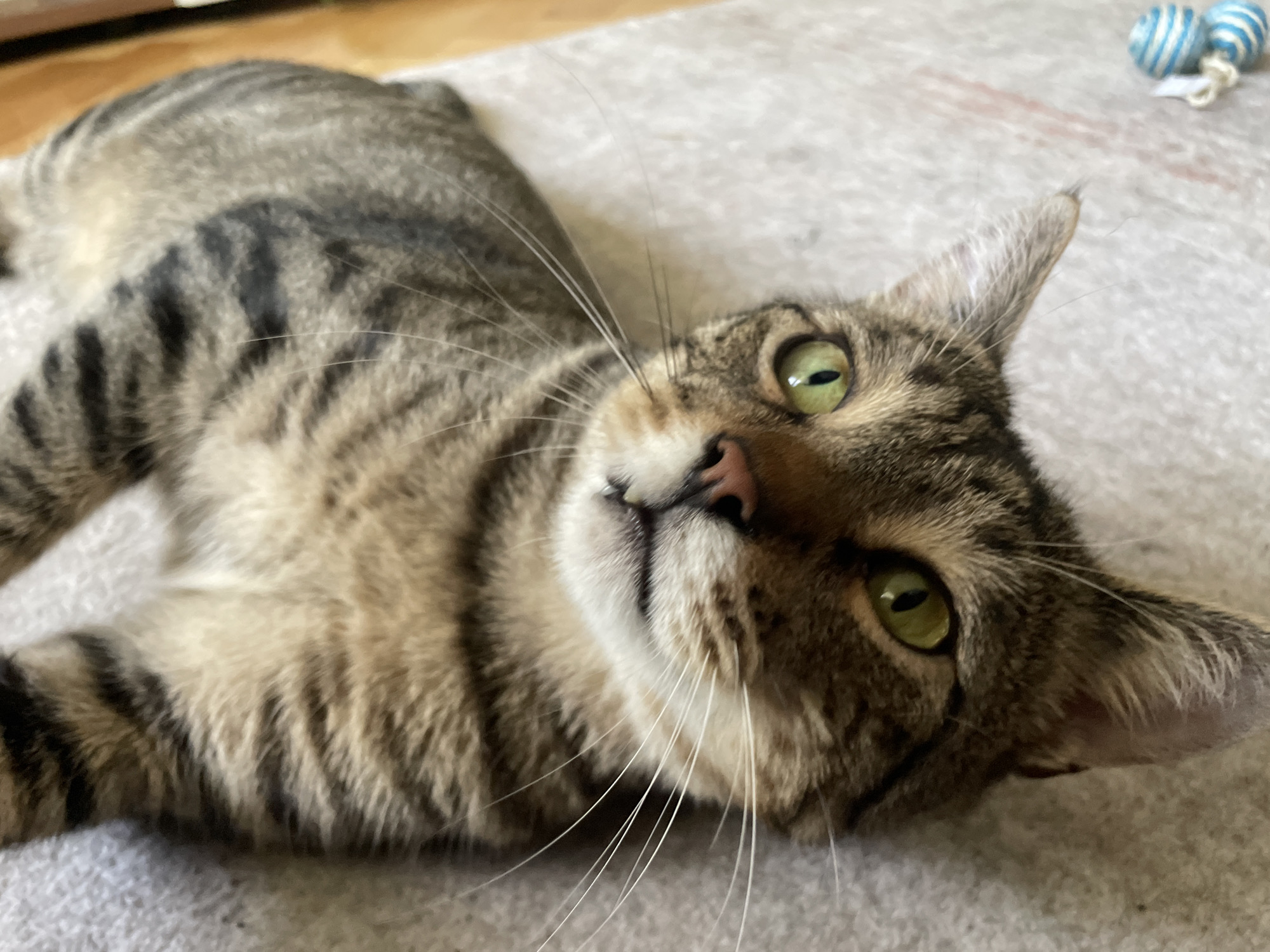 A tabby cat lies on its back on a textured, light-colored surface, possibly a rug or blanket. The cat has green eyes, black and brown stripes on its fur, and long white whiskers. Its head is tilted, and its gaze is directed towards the viewer. In the upper right corner of the image, two small, striped blue and white cat toys are visible. The background is a blurry expanse of the same light-colored surface. There is no indication of a specific location within a city.