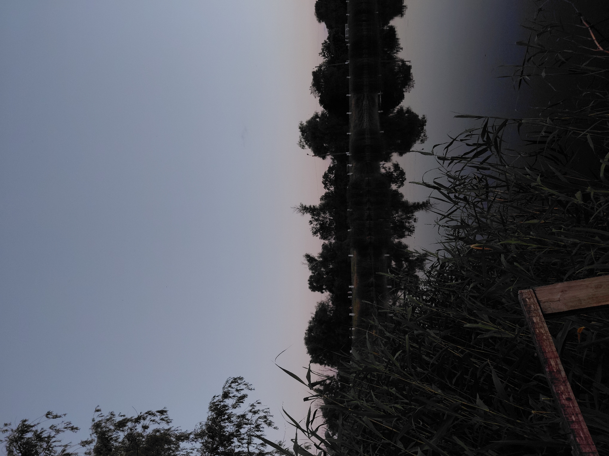 The image depicts a serene twilight scene along the bank of a body of water in Ustyvytsia, Ukraine. In the foreground, dense reeds and tall grasses line the water's edge, with a weathered wooden structure partially visible on the left. The water itself is dark and still, reflecting the silhouettes of the trees that form a dense line along the opposite bank. These trees are characterized by their dark, lush foliage. The sky above is a gradient of pale blue and lavender, transitioning from the horizon upwards, indicating the time of day is shortly after sunset. No people or animals are visible in the image. The overall atmosphere is tranquil and natural.