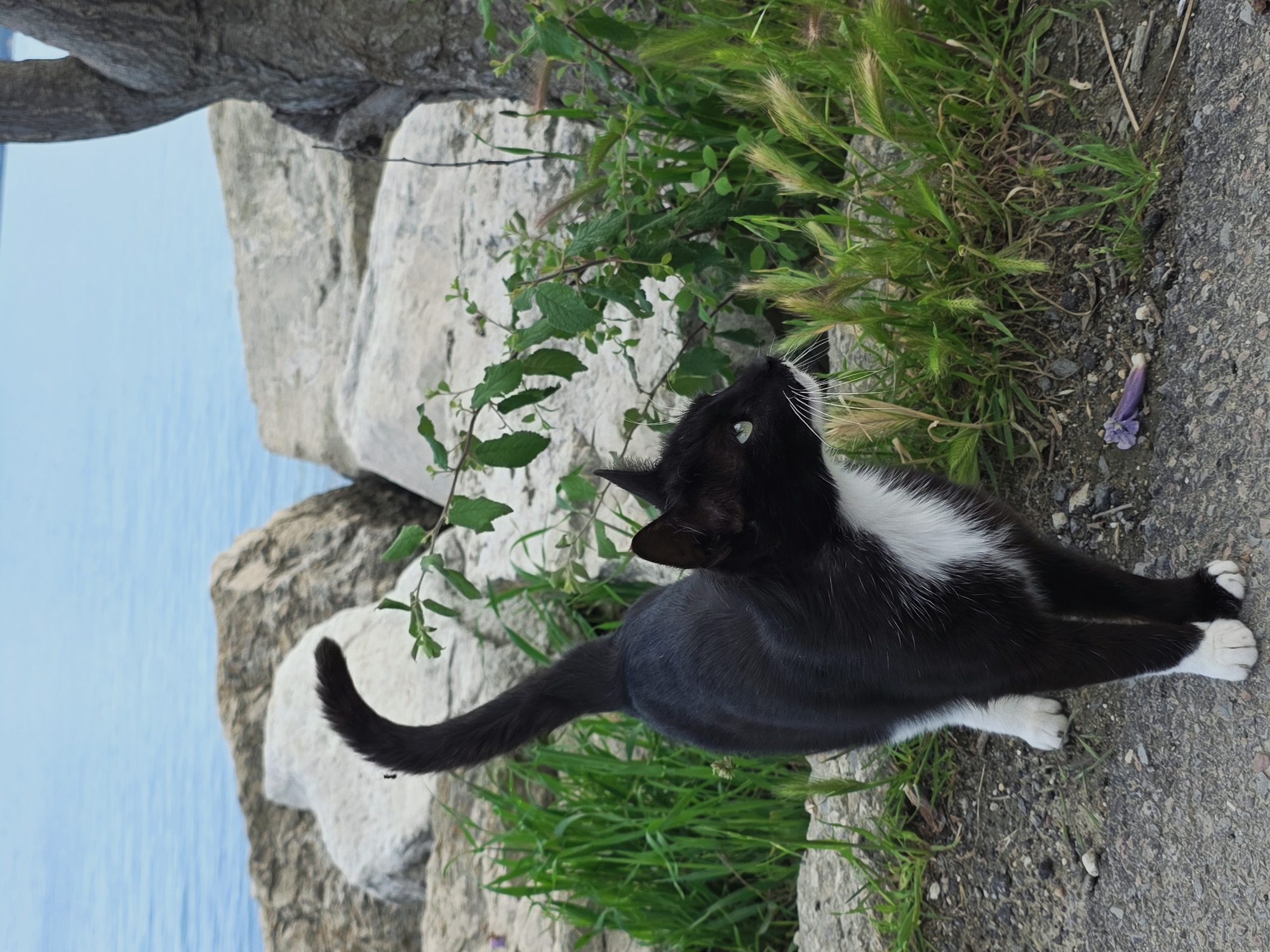 A black and white cat stands on a concrete surface beside greenery. In the background, there are large rocks and a body of water, indicating a coastal location. The cat is looking upwards, its tail curled. The scene is likely in a public space near the Black Sea coast in Varna, Bulgaria, given the typical coastal flora and architecture.
