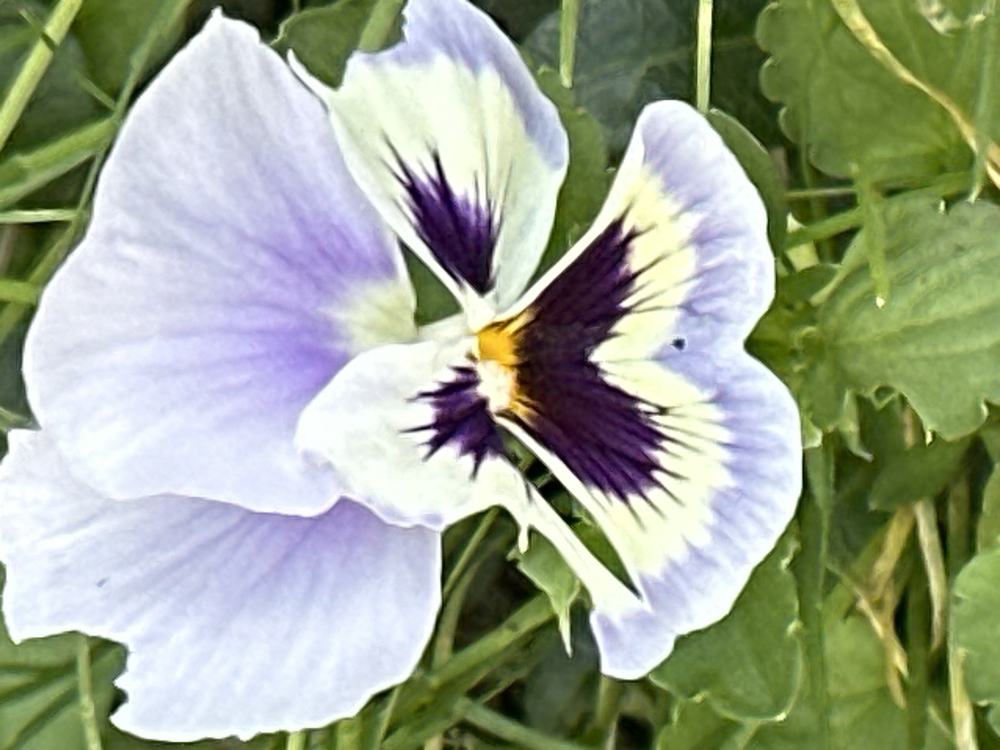 A close-up, vertical shot shows a single pansy flower with pale purple, white, and yellow petals. The flower has a dark purple "face" with thin, black lines radiating from the center, which is bright yellow. The flower is surrounded by blurred green leaves and stems, suggesting an outdoor setting, possibly in a garden or park in Podolsk, Russia. The lighting appears to be natural daylight. There are no people or animals visible in the image.