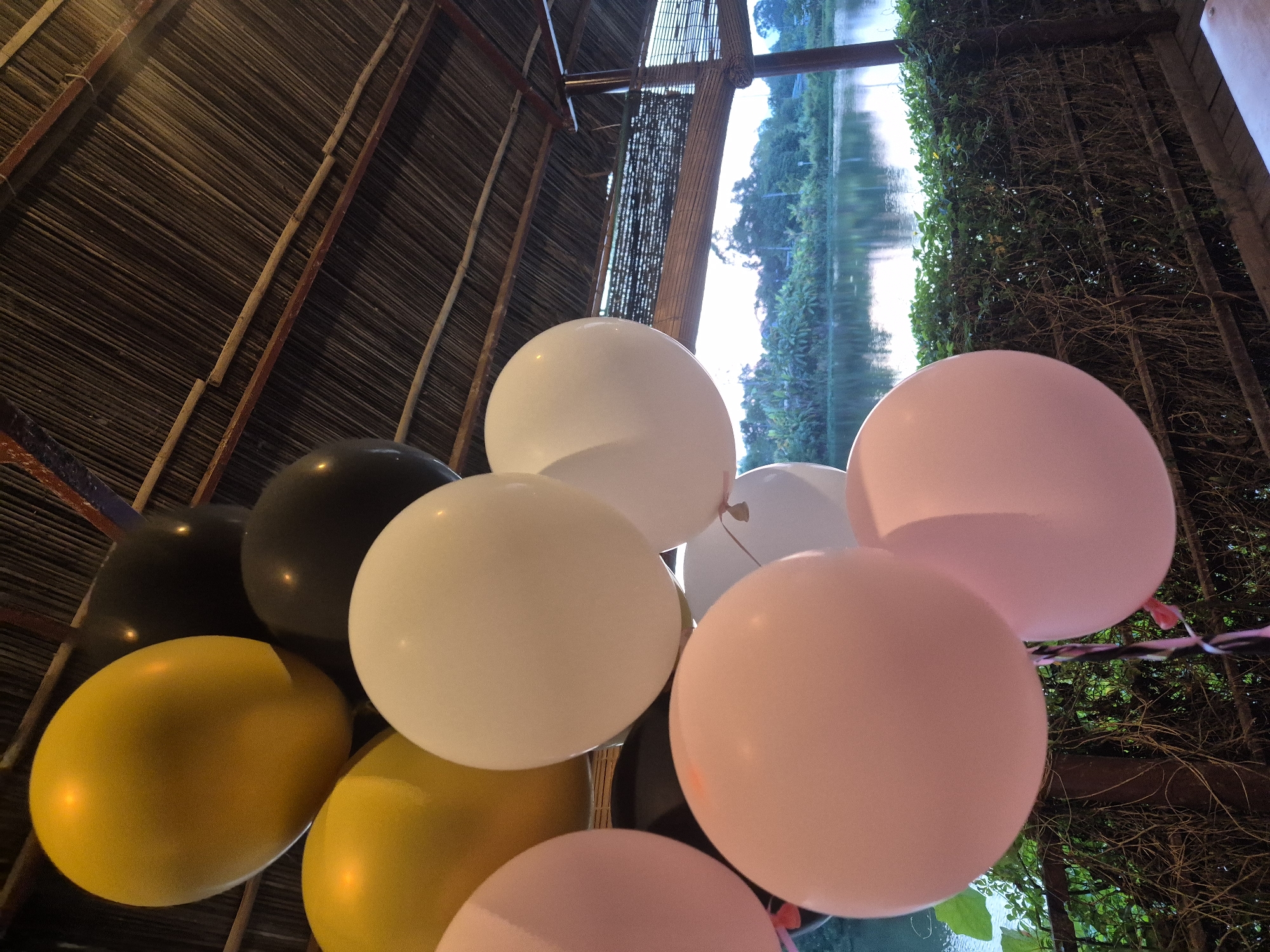 A cluster of balloons, in shades of yellow, black, white, and pink, are suspended from a thatched roof structure. The balloons are the primary focus of the image, with their rounded shapes and varied colors creating a festive atmosphere. The thatched roof is visible above the balloons, supported by wooden beams. In the background, a body of water reflects the sky and lush greenery, suggesting an outdoor setting. The image appears to have been taken from a sheltered area, possibly a covered patio or gazebo, overlooking a natural landscape. The overall scene evokes a sense of celebration or decoration, likely for an event. The location is identified as Da Nang, Vietnam.