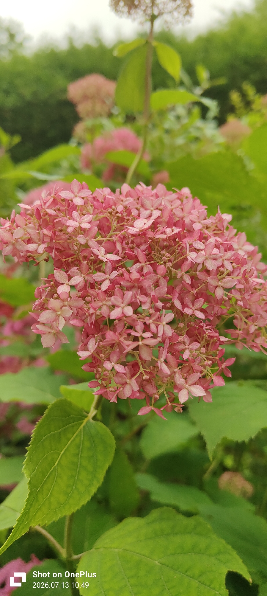 The image is a close-up shot of a cluster of small pink flowers, likely hydrangeas, with blurred green foliage in the background. The flowers are densely packed, with individual blossoms having four delicate petals. A prominent green leaf with visible veins occupies the foreground on the left side of the image. In the bottom left corner, a timestamp and watermark indicate "Shot on OnePlus 2026.07.13 10:49". The image is captured in natural daylight. There is no discernible connection to the city of Kaliningrad, Russia, as no landmarks or specific environmental cues suggest this location.