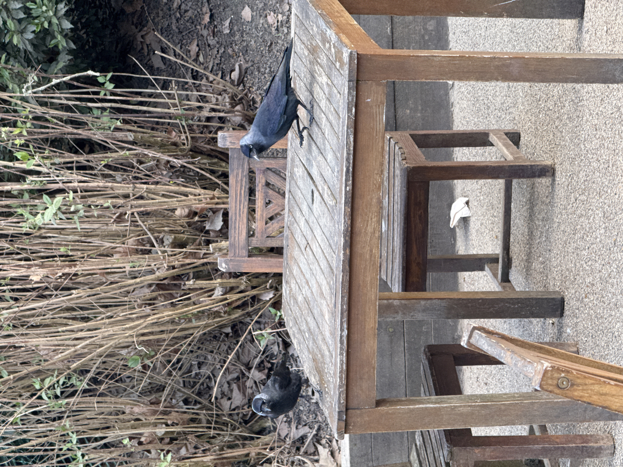 Two jackdaws perch on a wooden outdoor table and benches, viewed from above and slightly skewed. The table is positioned on a gray concrete or paved surface. Adjacent to the table is a bed of dry, tangled vegetation with interspersed green leaves, possibly indicating a garden or natural area. The orientation suggests the photo was taken in an urban park or garden setting, possibly in London, United Kingdom, though specific landmarks are not visible.