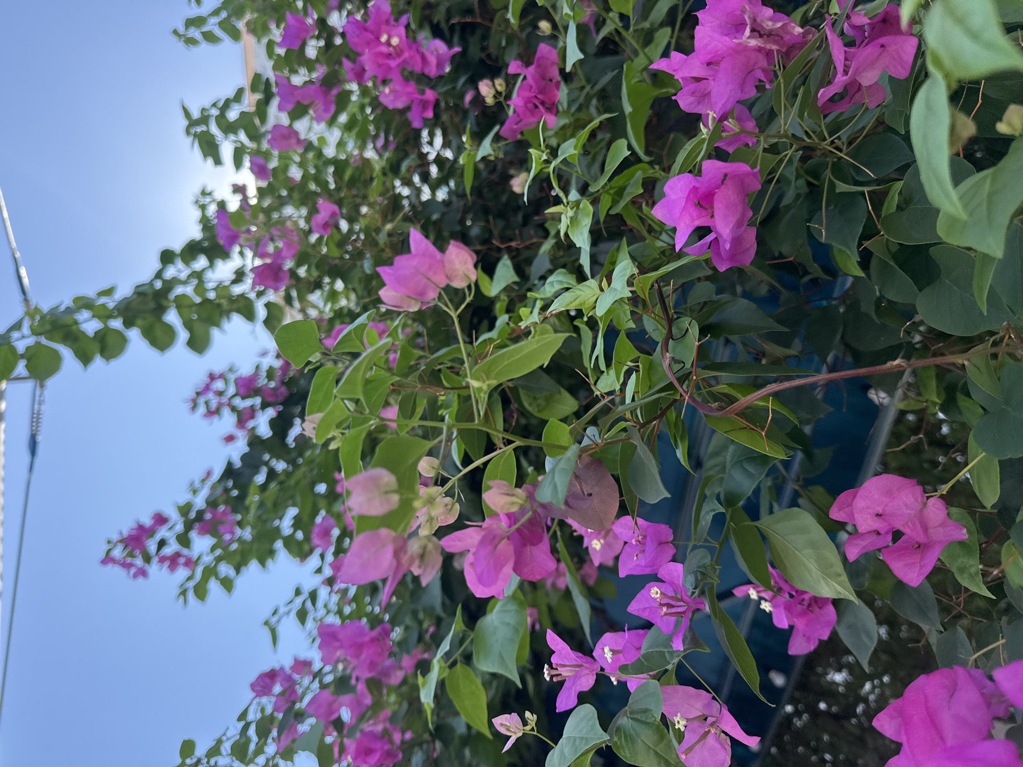 A low-angle, close-up shot captures a vibrant bougainvillea bush overflowing with bright pink and magenta bracts and green leaves. The flowers are in various stages of bloom, with some fully open and others still in bud. The bougainvillea is densely packed, creating a lush and textured appearance. In the background, a clear blue sky is visible, with a hint of sunlight creating a slight lens flare. The top of the frame shows a thin wire or cable, possibly part of a power line or a clothesline, stretching across. Below the bougainvillea, a darker, out-of-focus area suggests a wall or fence, possibly painted blue or a similar dark color. The scene is set outdoors, likely in a garden or along a building's exterior.