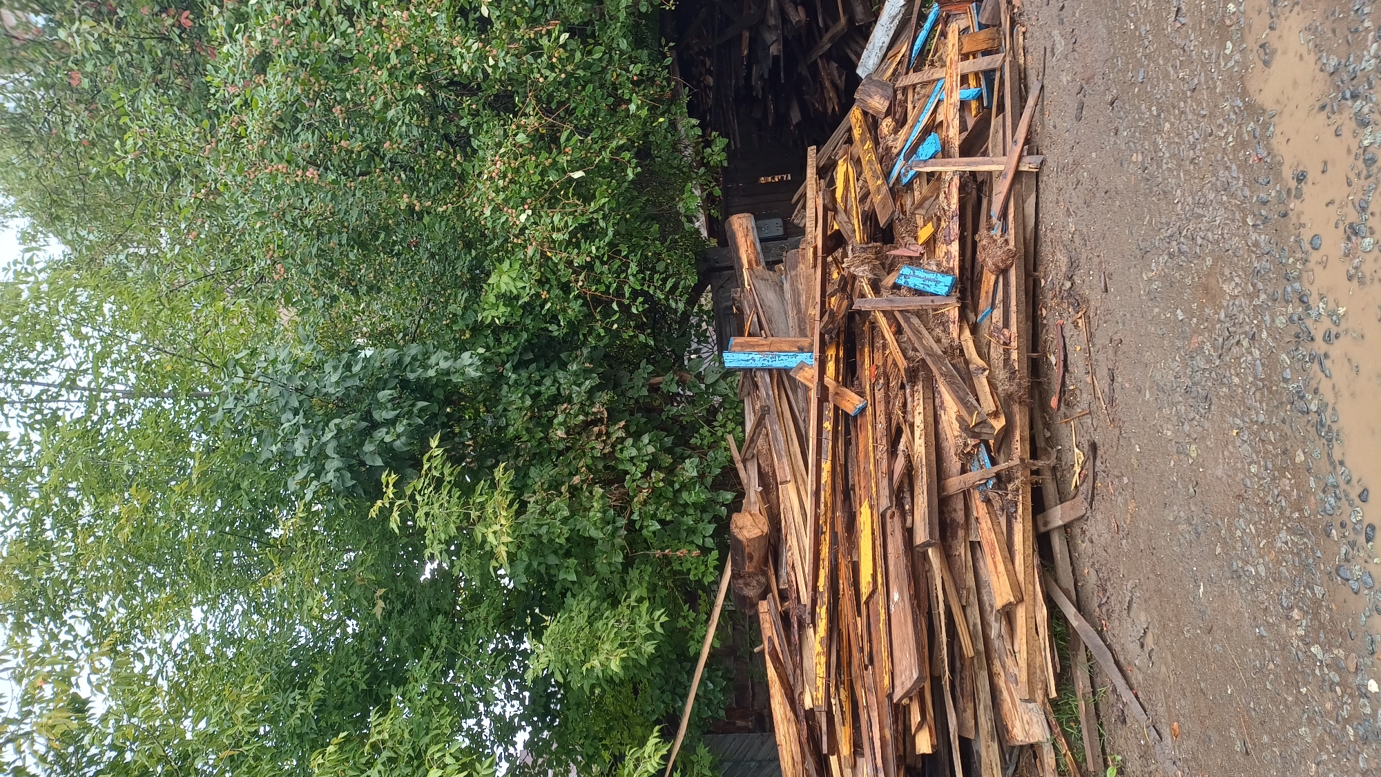 The image shows a large pile of rough lumber in front of lush green trees. The lumber is a mix of light and dark wood tones, with some pieces appearing weathered and cracked. There are hints of blue and yellow paint on some of the wooden planks, suggesting they may have been part of a construction or industrial project. The ground in front of the lumber pile is muddy and appears to have puddles of water, indicating recent rainfall. The trees behind the lumber are dense with leaves, and some appear to be bearing small fruit or berries. The overall scene suggests an outdoor area, possibly a yard or a storage space, in a location that experiences wet weather. It is unlikely that this specific scene can be geolocated to Izhevsk, Russia, without further contextual information or specific identifiable landmarks.