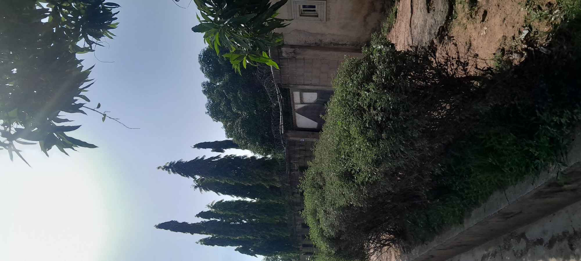 A low-angle medium shot captures an outdoor scene in Jalingo, Nigeria. In the foreground, a thick, green hedge runs horizontally across the frame, with a concrete edge visible on its left. Behind the hedge, a weathered brick wall with barbed wire along its top runs further into the distance. A large, dark metal gate with a triangular white design is set into the wall, and to its right, a building with a single small, white-framed window is visible.
Beyond the wall, a line of tall, slender, dark green evergreen trees stretches across the background, silhouetted against a bright, hazy sky. Further to the right, a cluster of larger, lush green trees creates a dense canopy. A portion of a mango tree with bright green leaves is in the upper right of the frame, obscuring the sky. The ground appears to be a mix of reddish-brown dirt and sparse grass. The overall lighting suggests a sunny day, with the sun's glare partially obscuring the sky and creating bright highlights. There are no people or animals visible in the image.