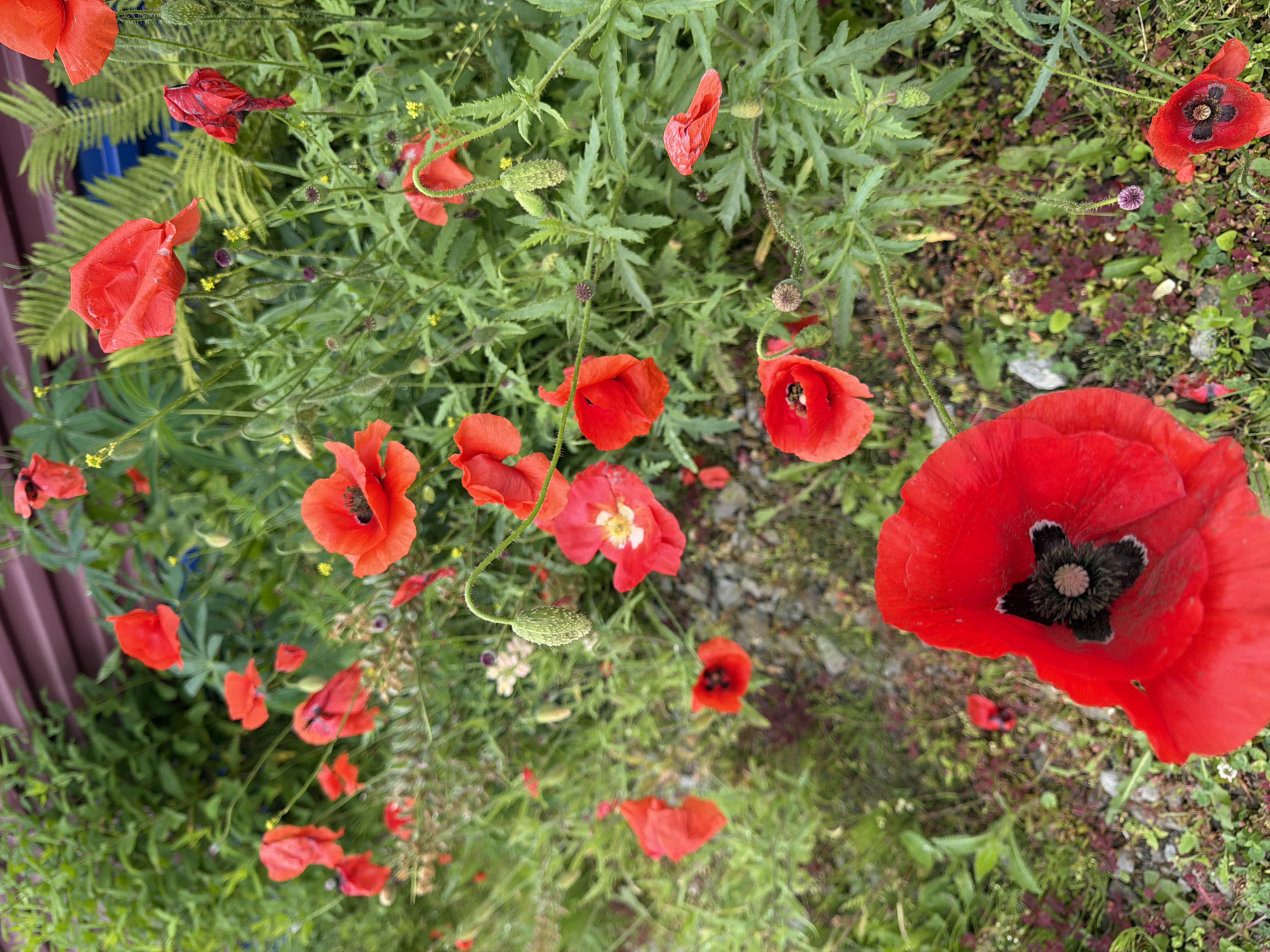 A field of vibrant red poppies is depicted in this image, with some in bloom and others as seed pods. The poppies are interspersed with green foliage and other wildflowers. In the background, a reddish-brown structure with horizontal planks is visible, possibly part of a building or fence. The ground appears to be a mix of soil, small stones, and some dry, reddish-brown organic matter. The overall scene suggests an outdoor setting, possibly a garden or a natural meadow, with the natural beauty of the poppies as the focal point. The lighting appears to be natural daylight, with some shadows suggesting the sun is not directly overhead. The image conveys a sense of natural abundance and the delicate beauty of wildflowers. It is not possible to determine the specific location within Yuzhno-Kurilsk, Russia from the visual information provided in the image.